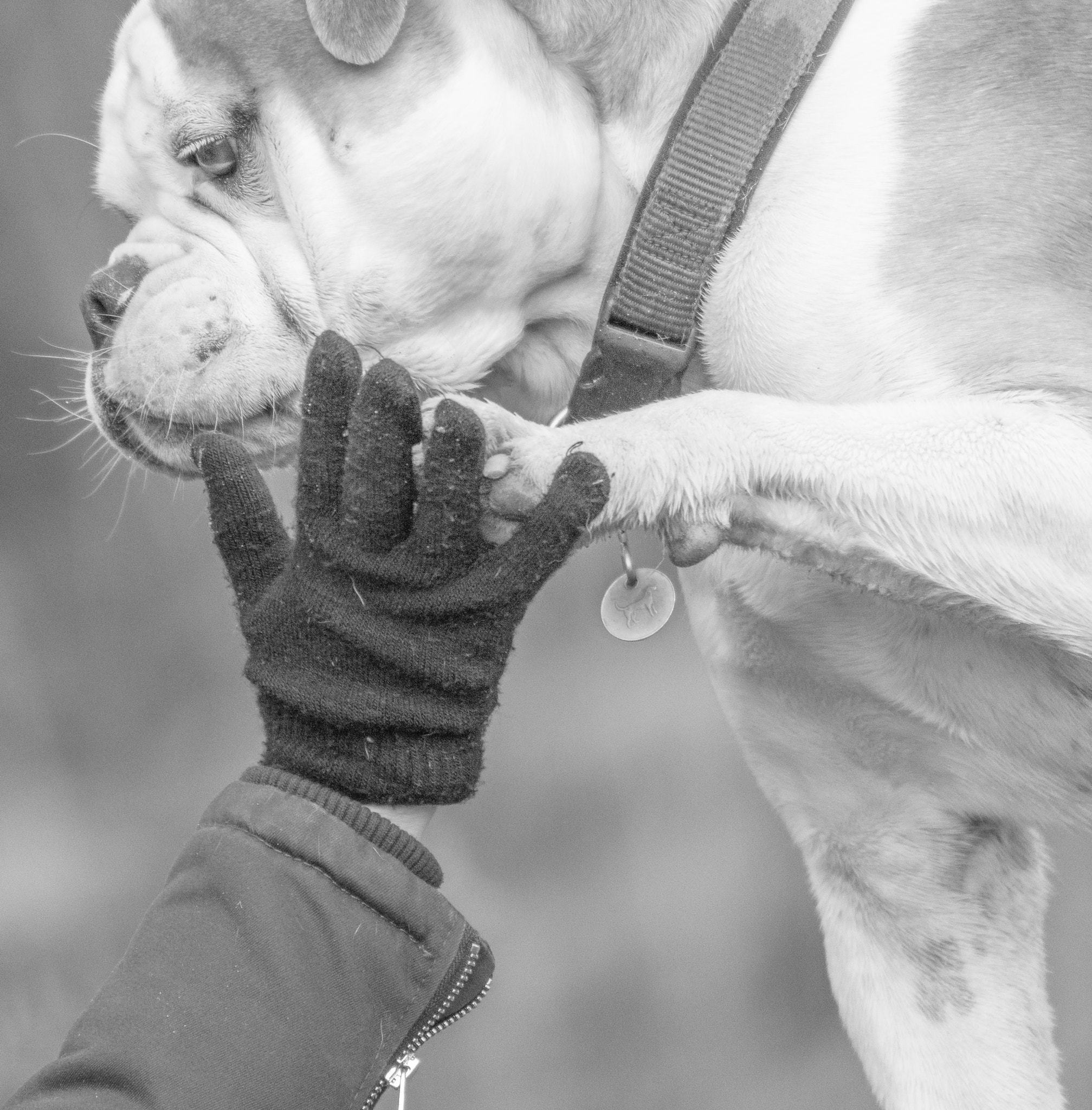 Sigma 150-600mm F5-6.3 DG OS HSM | C sample photo. High five photography
