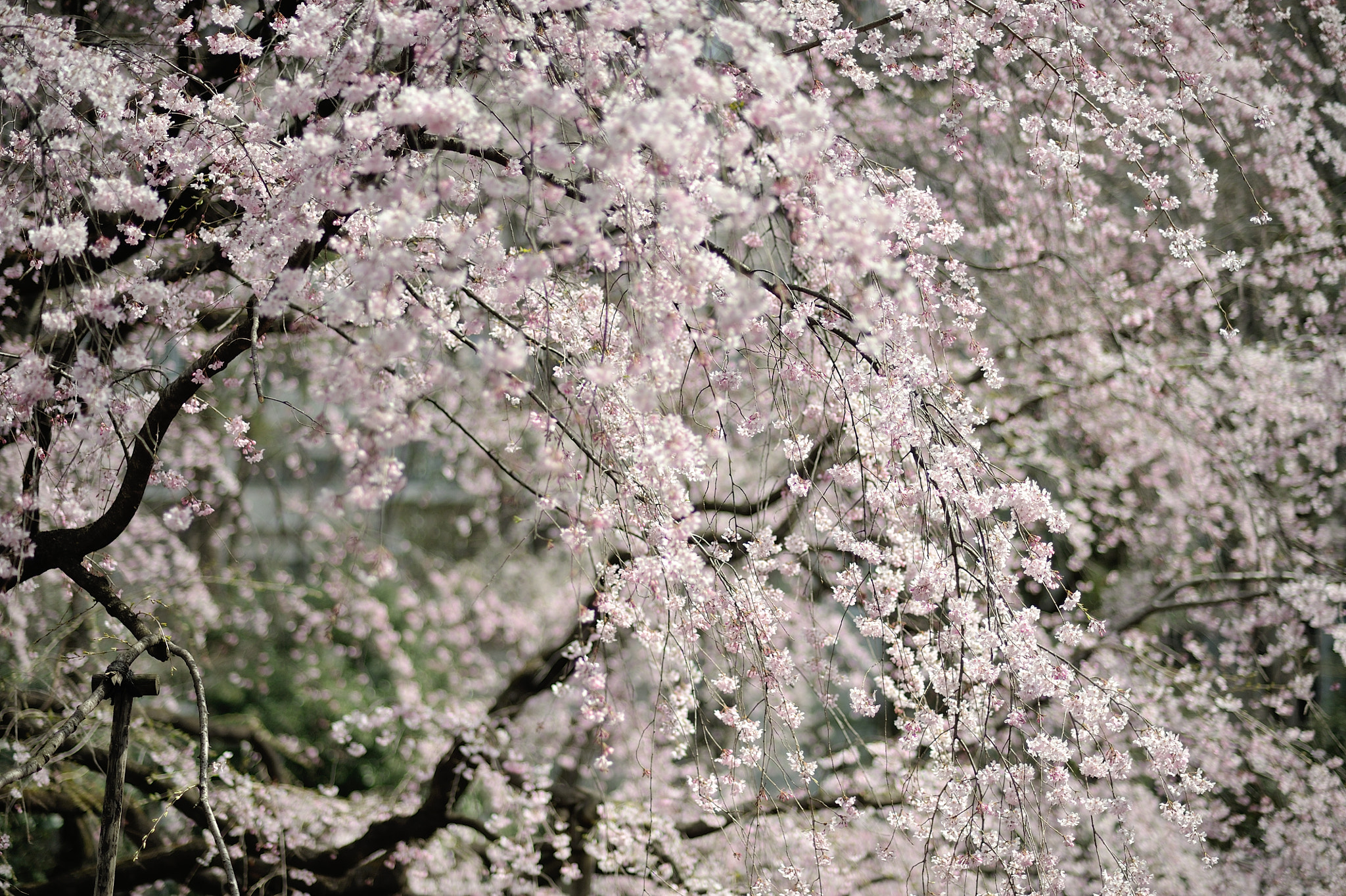 Nikon D700 sample photo. Spring for tokyoites photography