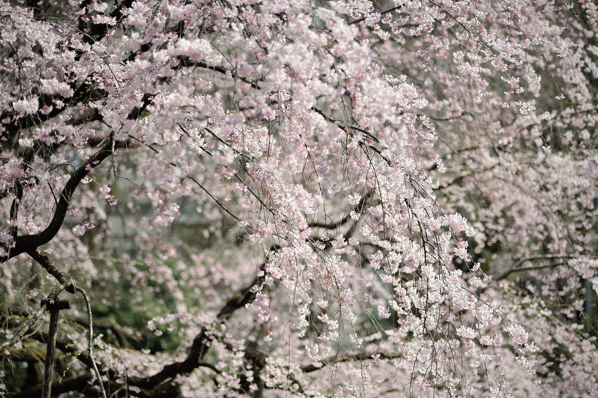 Nikon D700 + Nikon AF Nikkor 85mm F1.8D sample photo. Spring for tokyoites photography