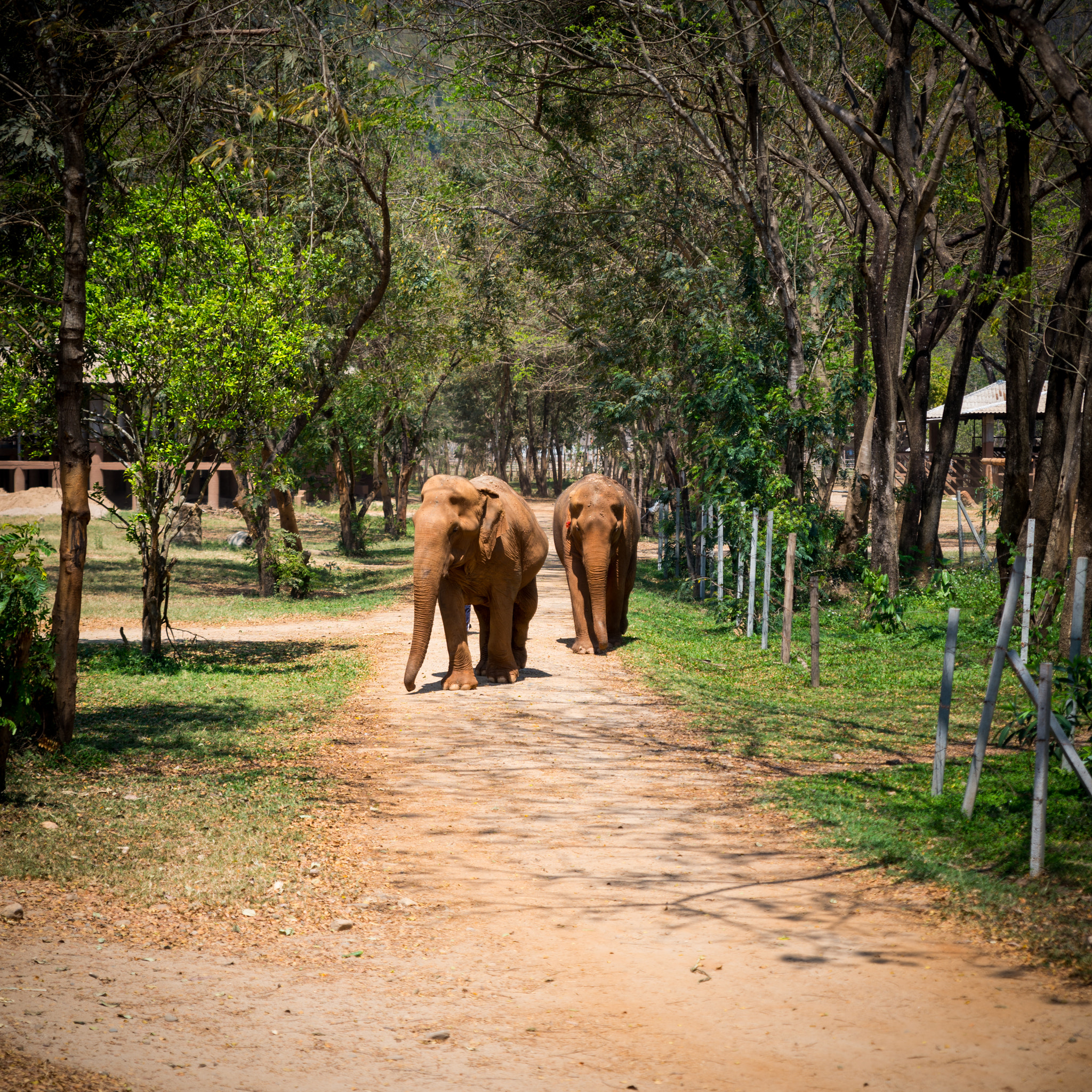 Nikon D610 sample photo. Elephant photography