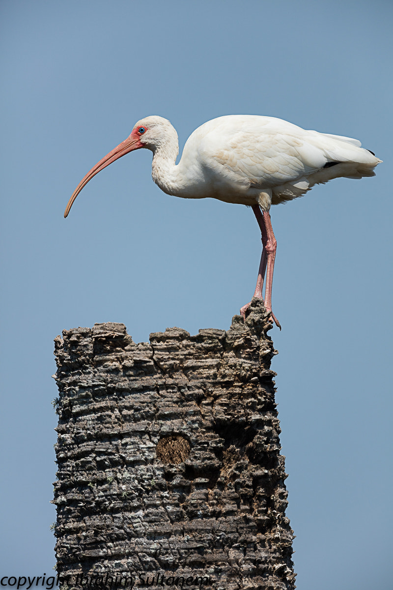 Canon EOS 5DS + Canon EF 600mm F4L IS II USM sample photo. White ibis photography
