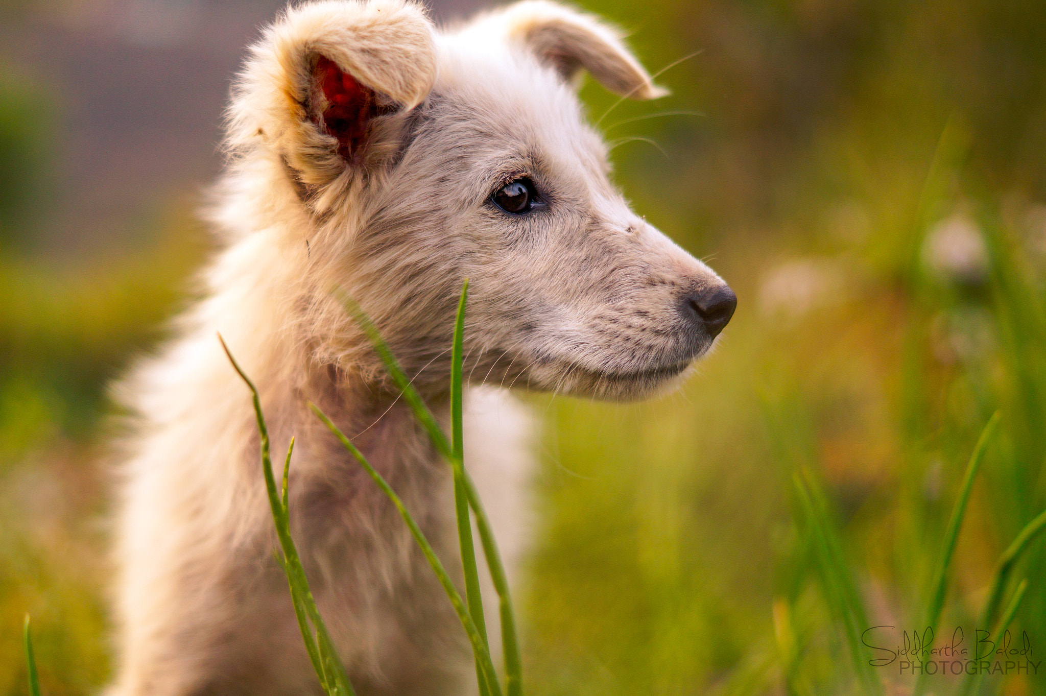 Sony SLT-A58 sample photo. The solitary dog photography