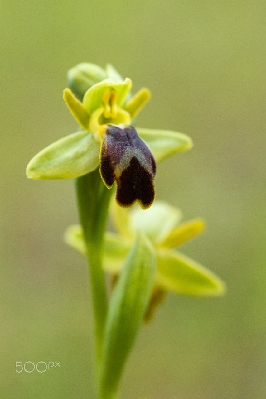 Canon EOS 60D + Tamron SP AF 90mm F2.8 Di Macro sample photo. Ophrys fusca photography