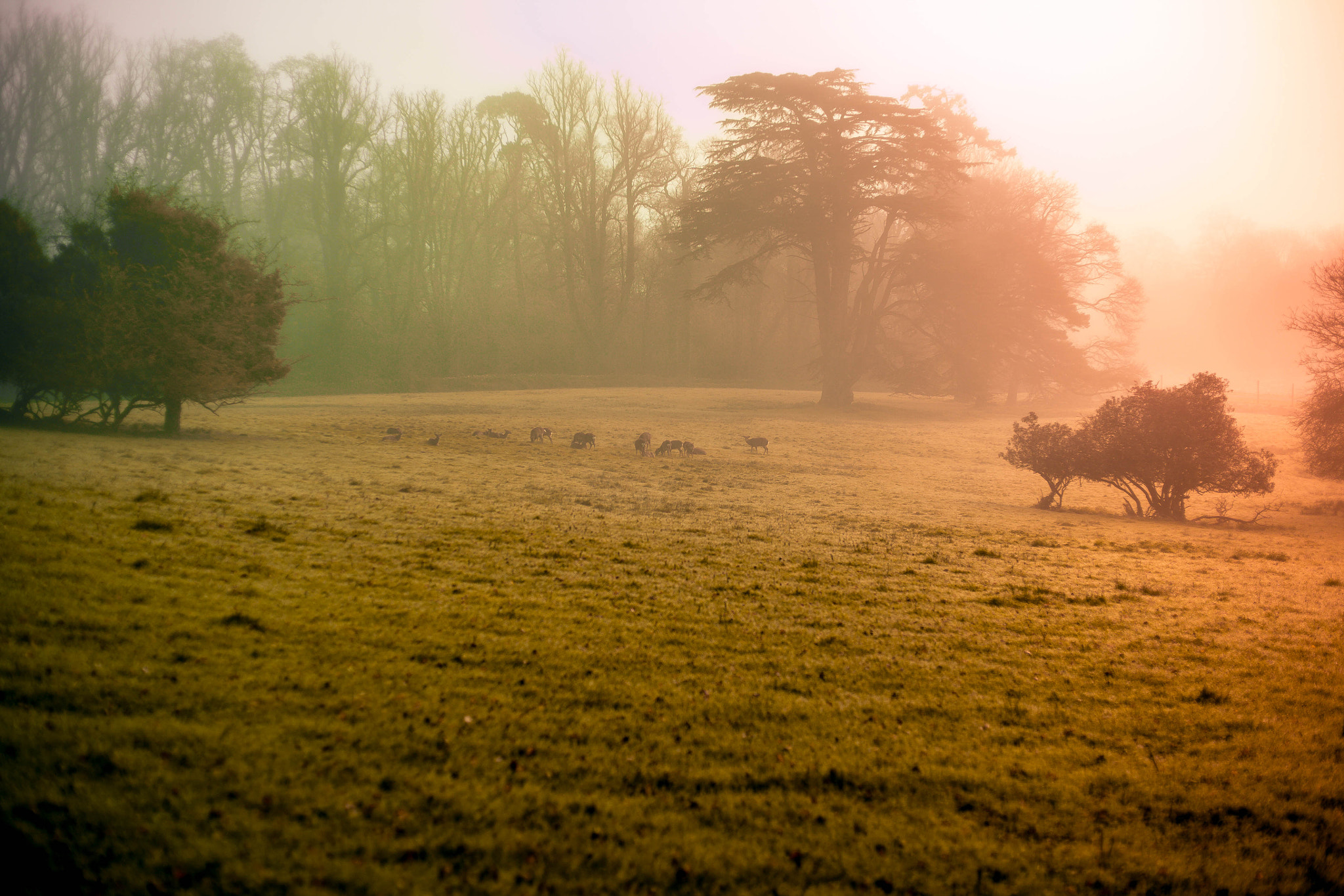 Canon EOS 5D + Canon EF 50mm F1.8 II sample photo. Grazing photography