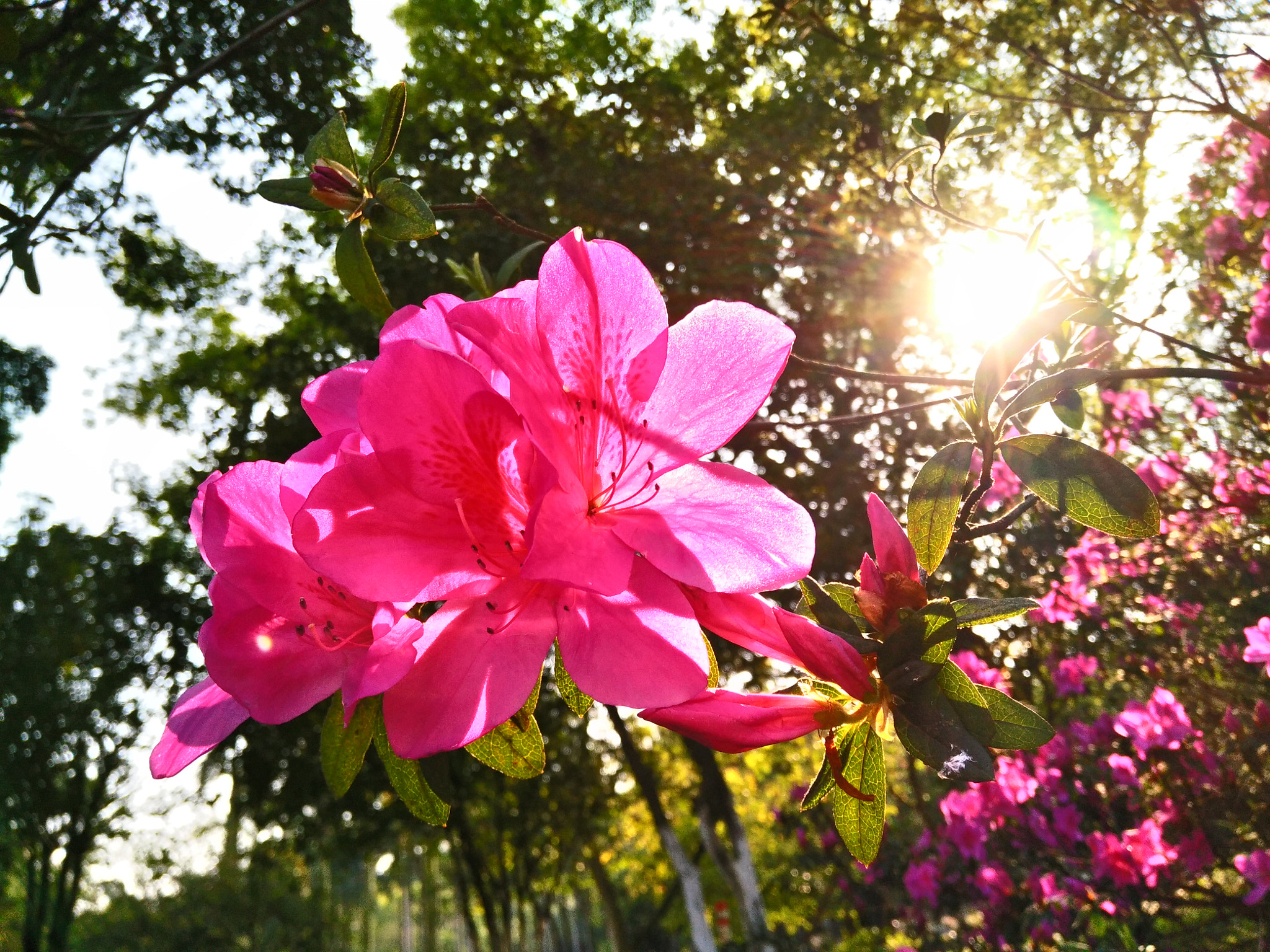 vivo X7 sample photo. Flowers. photography