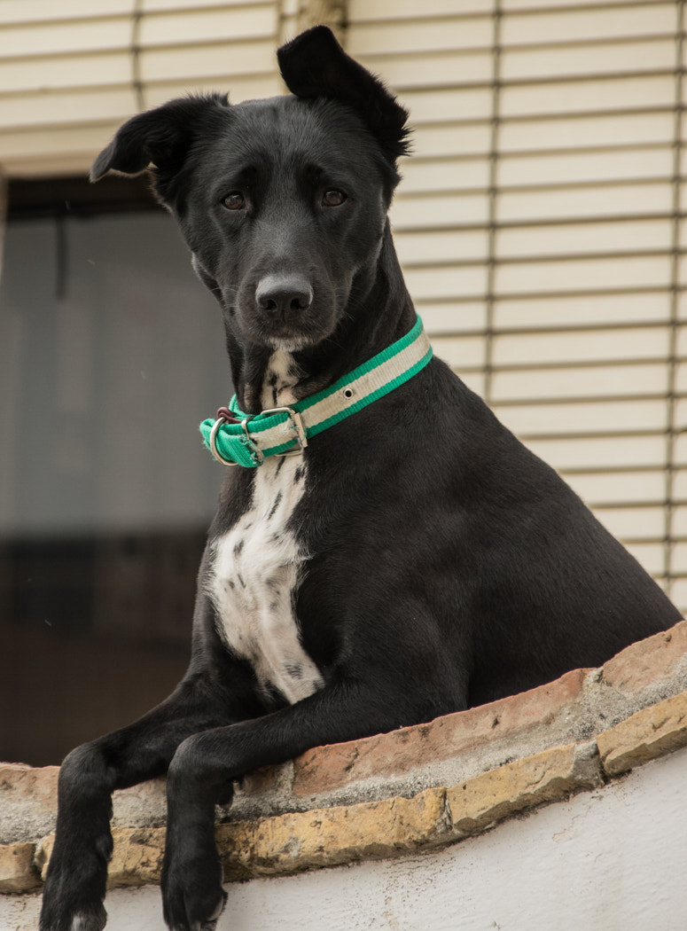 Sigma 18-300mm F3.5-6.3 DC Macro HSM sample photo. Ear doggie photography