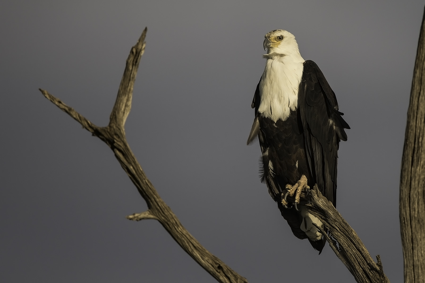 Canon EOS-1D X + Canon EF 600mm F4L IS II USM sample photo. Fisheagle photography