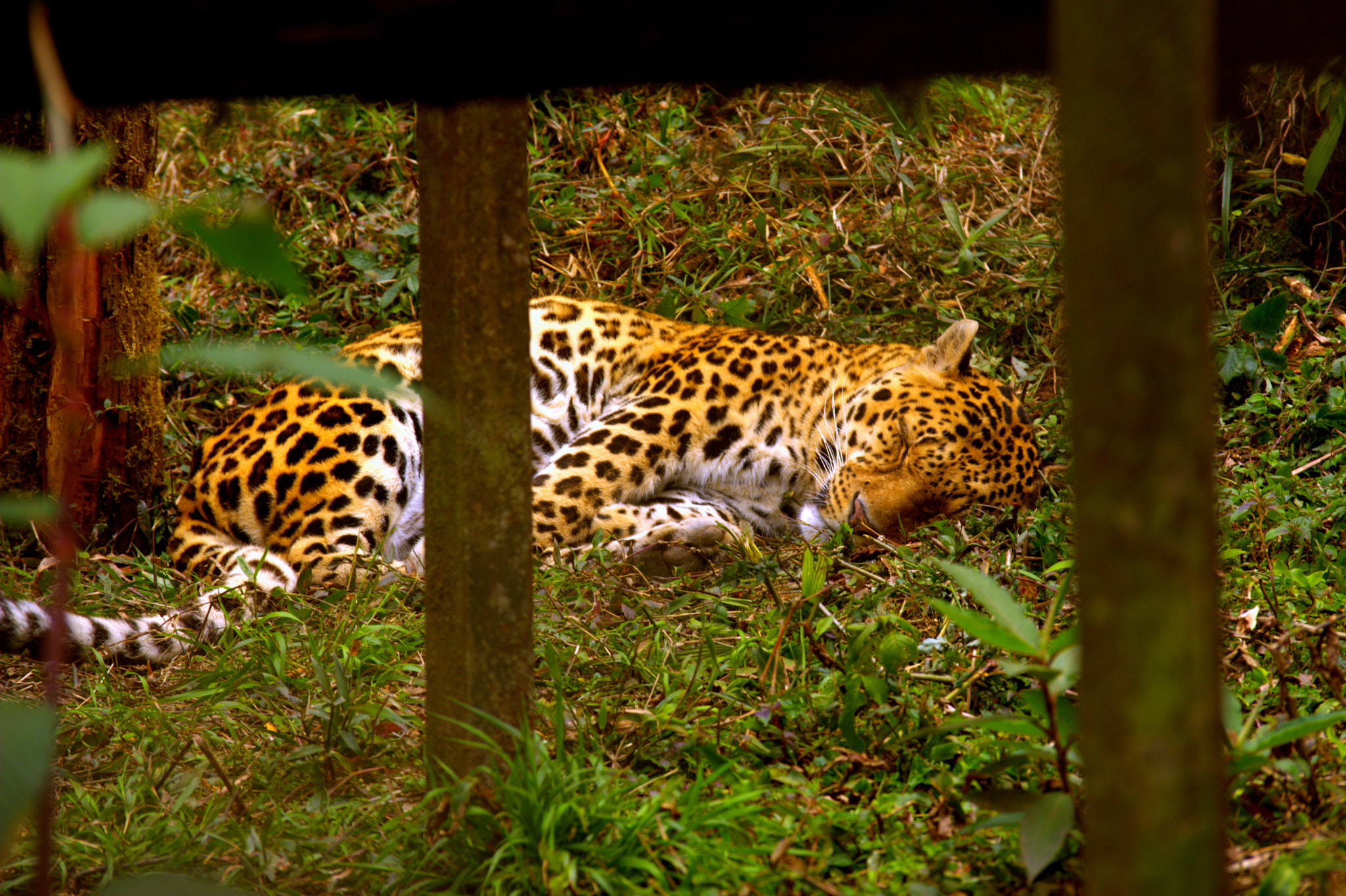Nikon D5200 sample photo. Sleeping himalayan leopard photography