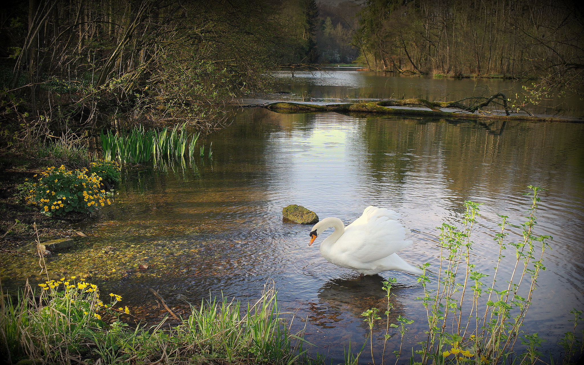 Samsung NX10 sample photo. "frÜhlingsweiher" photography