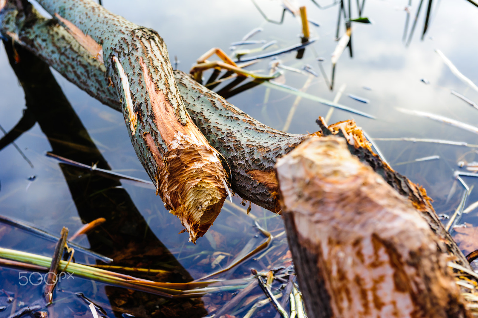 Nikon AF-S Nikkor 24-70mm F2.8G ED sample photo. Tree, felled by the beaver and lying in water photography