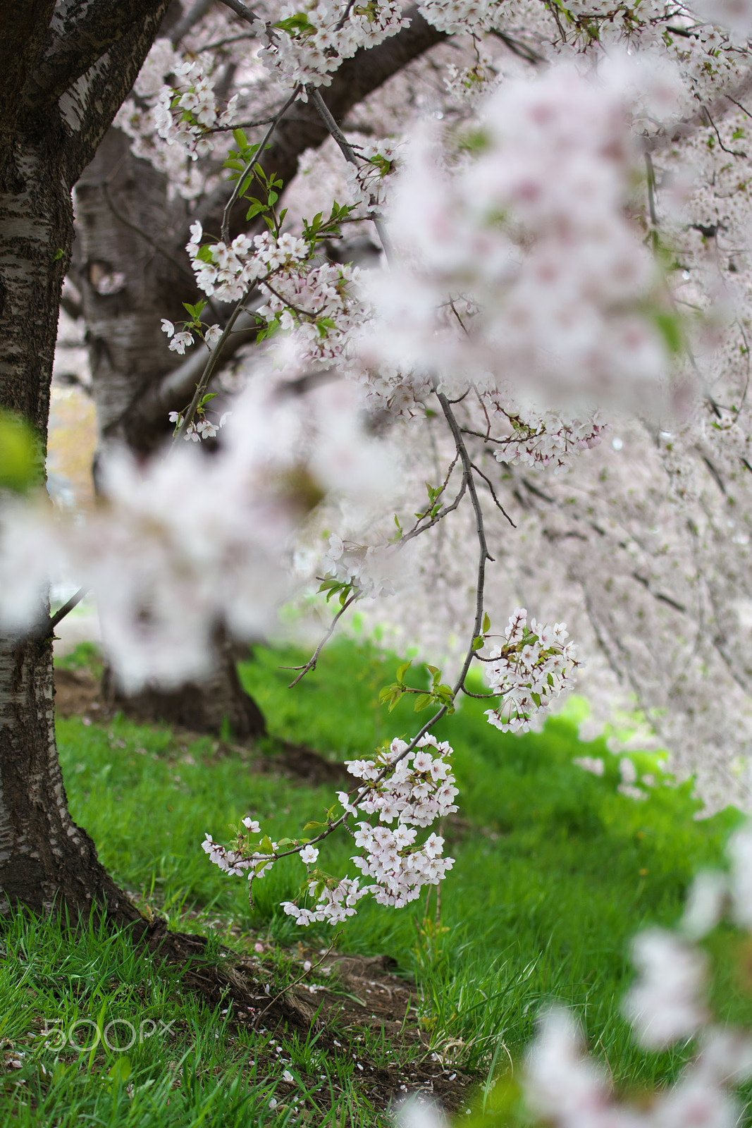 VR 70-200mm F/4.0 G sample photo. Image of japan in spring photography