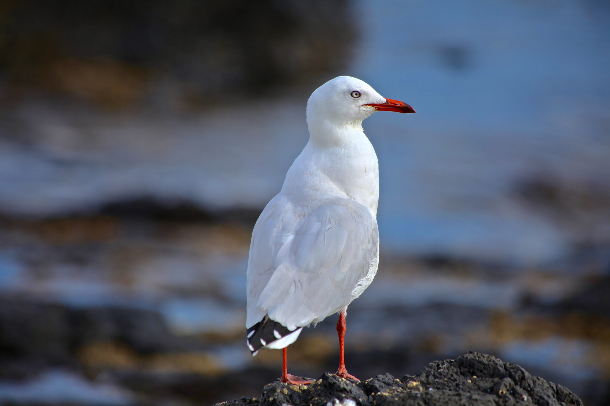 Canon EF 70-300mm F4-5.6 IS USM sample photo