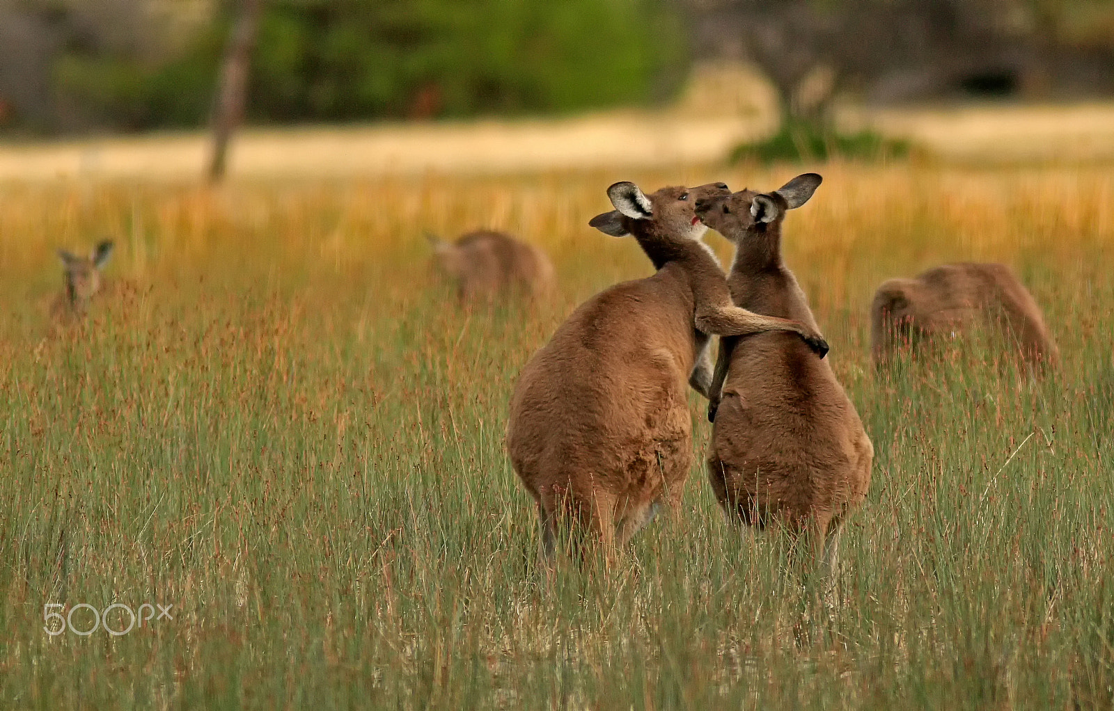 Canon EF 300mm F4L IS USM sample photo. Kangaroos photography