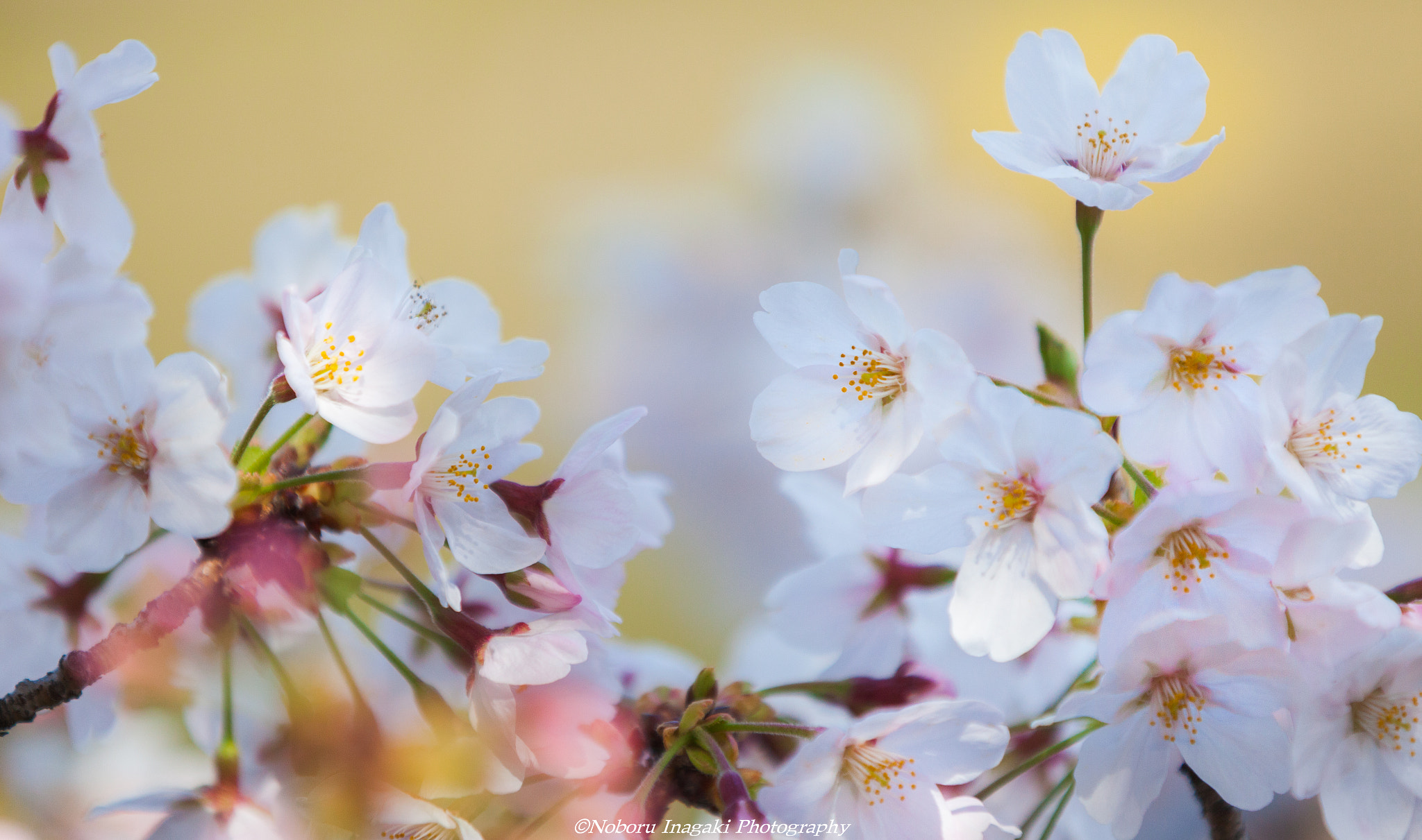 Canon EF 70-200mm F2.8L IS II USM sample photo. Full bloom photography