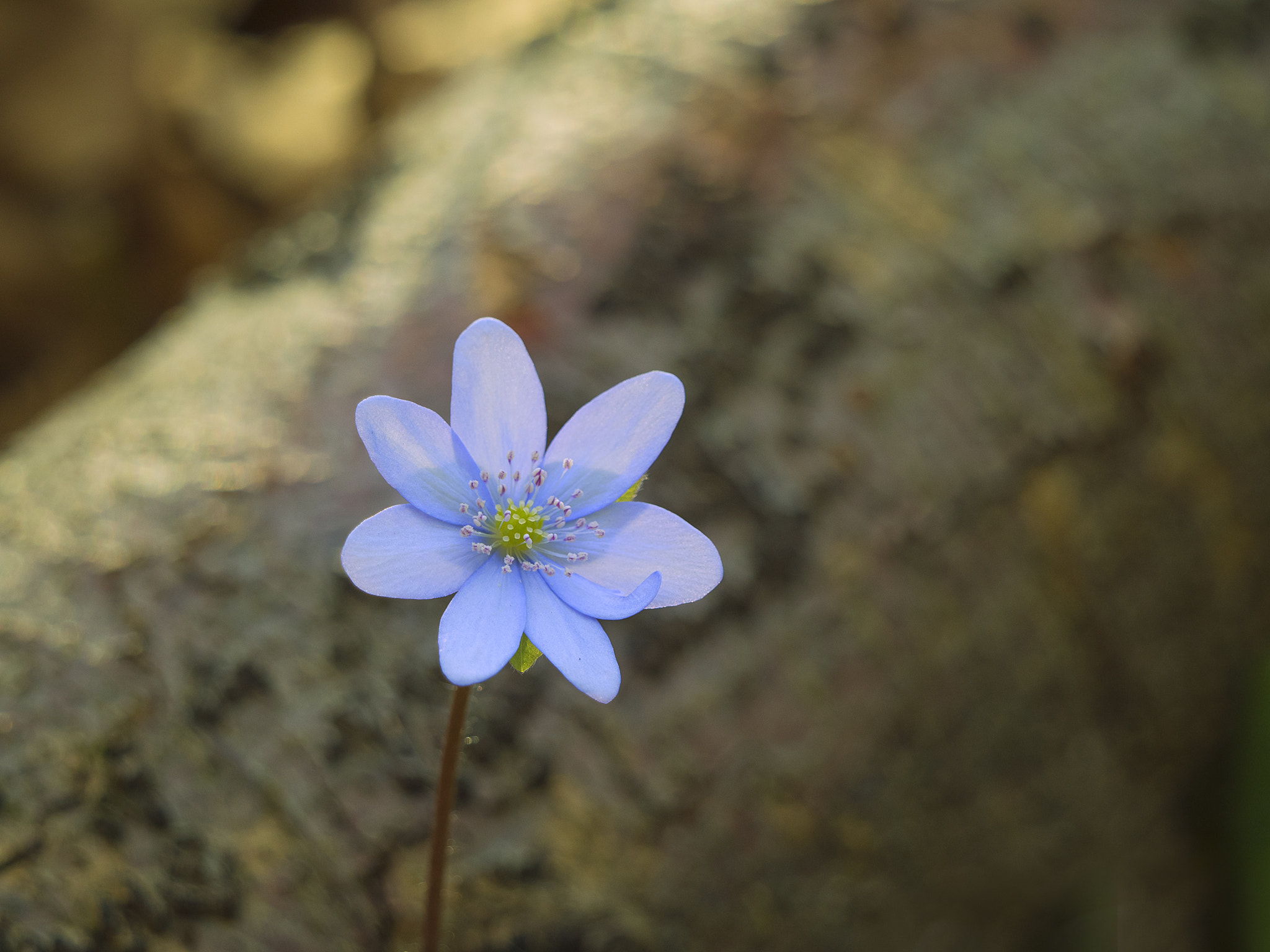 Olympus OM-D E-M5 II + LEICA DG 100-400/F4.0-6.3 sample photo. Little blue forest love photography