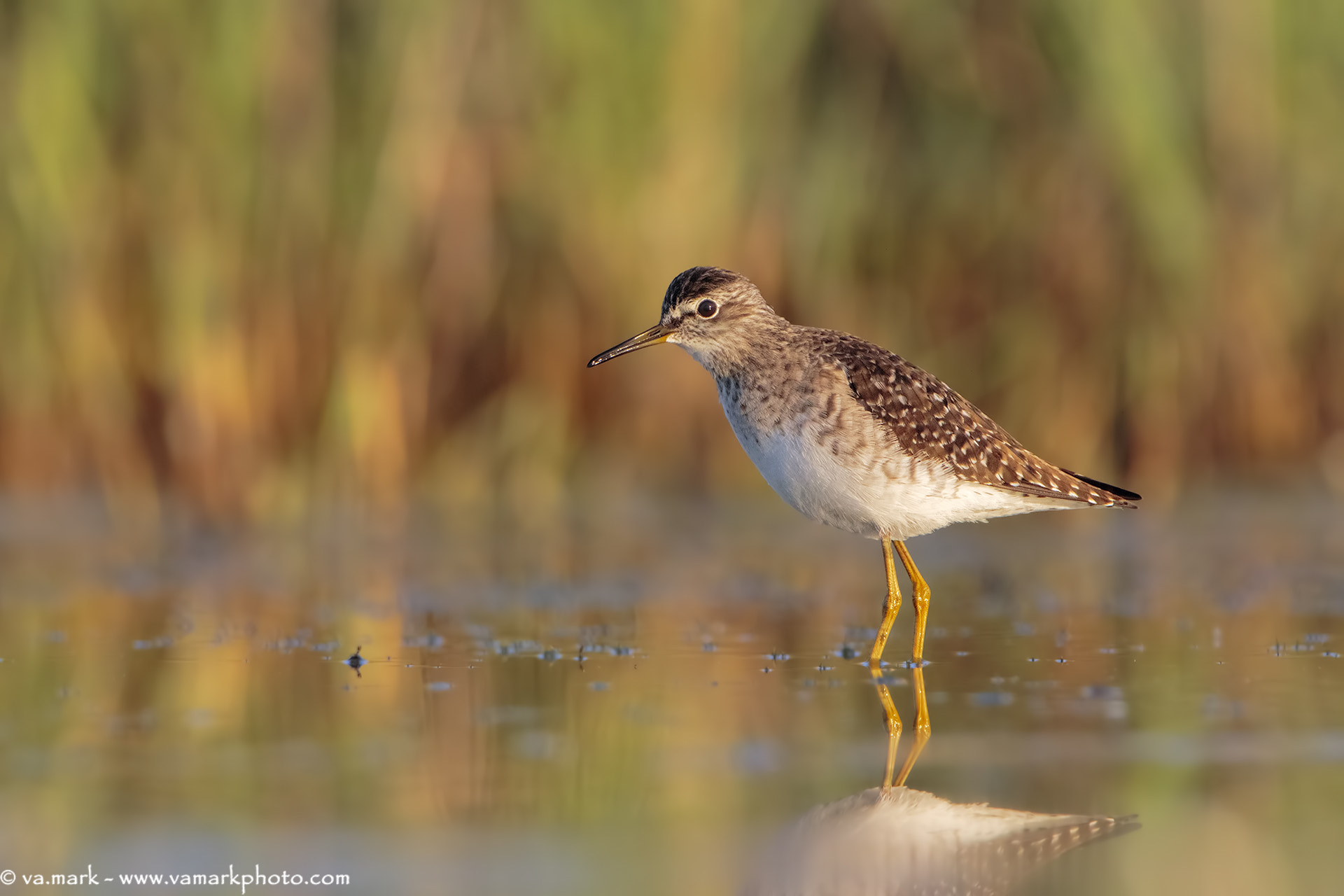 Tamron SP 150-600mm F5-6.3 Di VC USD sample photo. Piro piro boschereccio photography