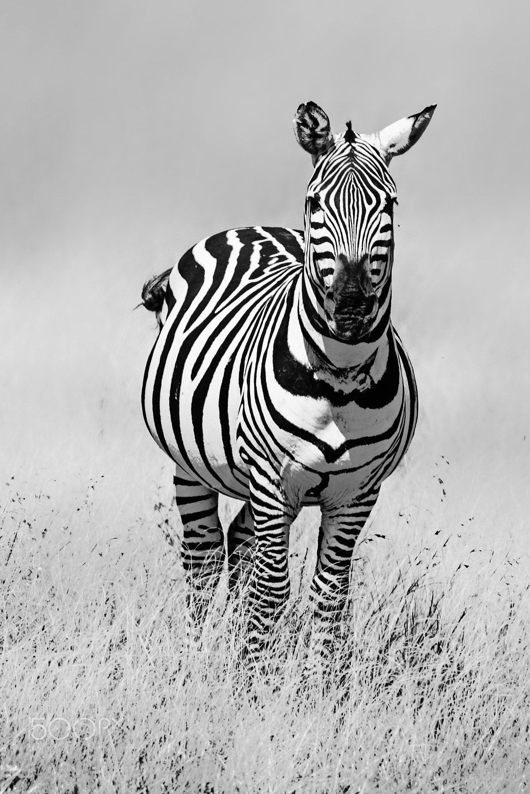 Nikon D750 sample photo. Zebra stare photography