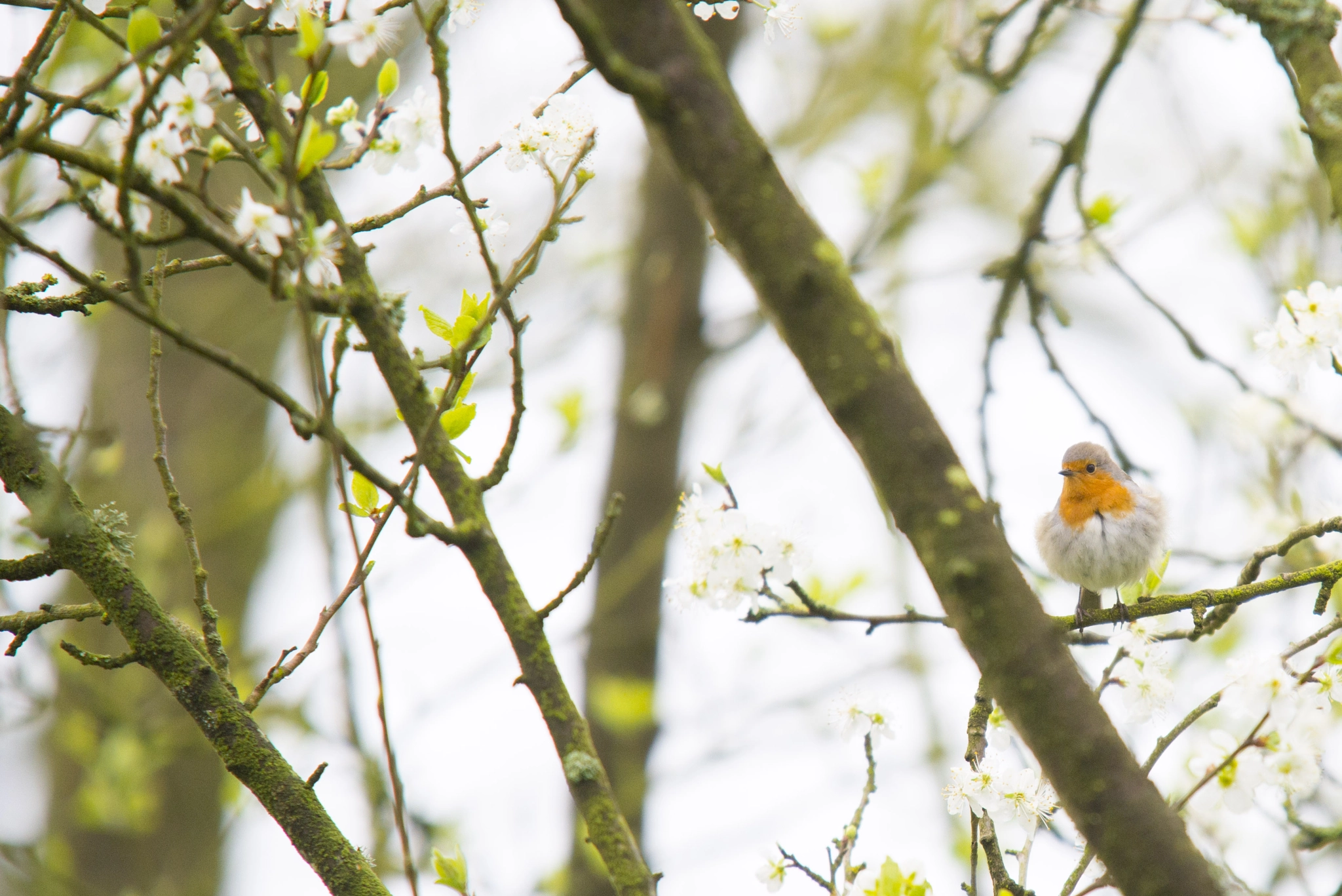 Nikon D610 + Sigma APO 100-300mm F4 EX IF HSM sample photo. Rouge gorge photography