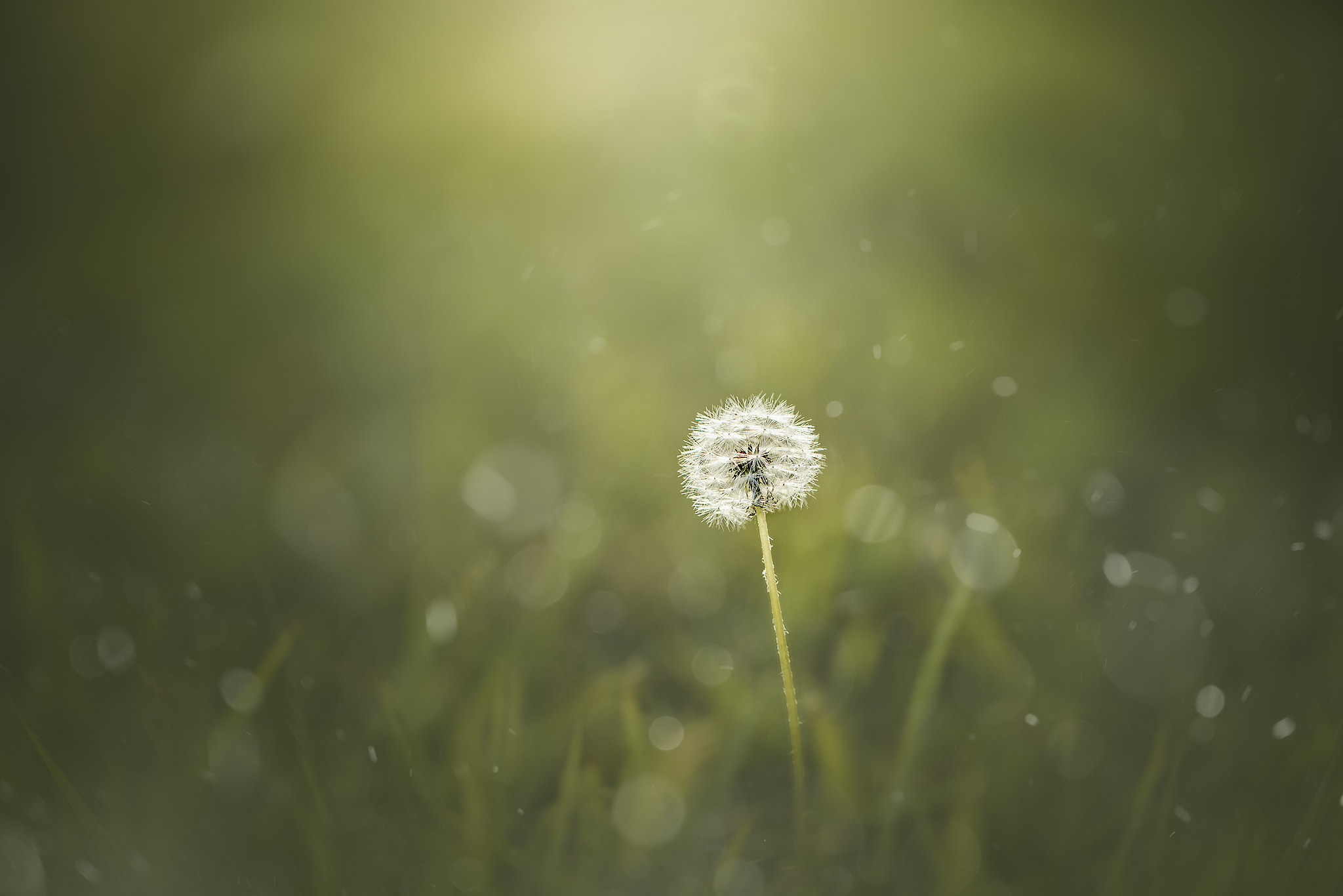 Canon EF 100mm F2.8L Macro IS USM sample photo. Sun - dreamy version photography