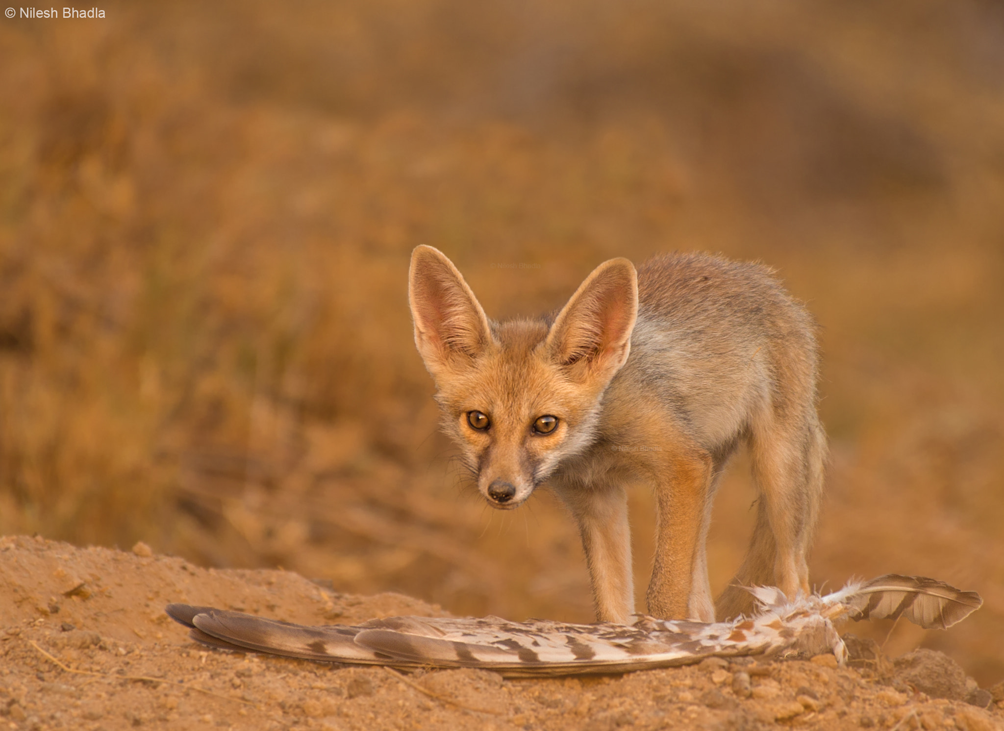 Nikon D4S sample photo. Feather & me | desert fox puppy photography