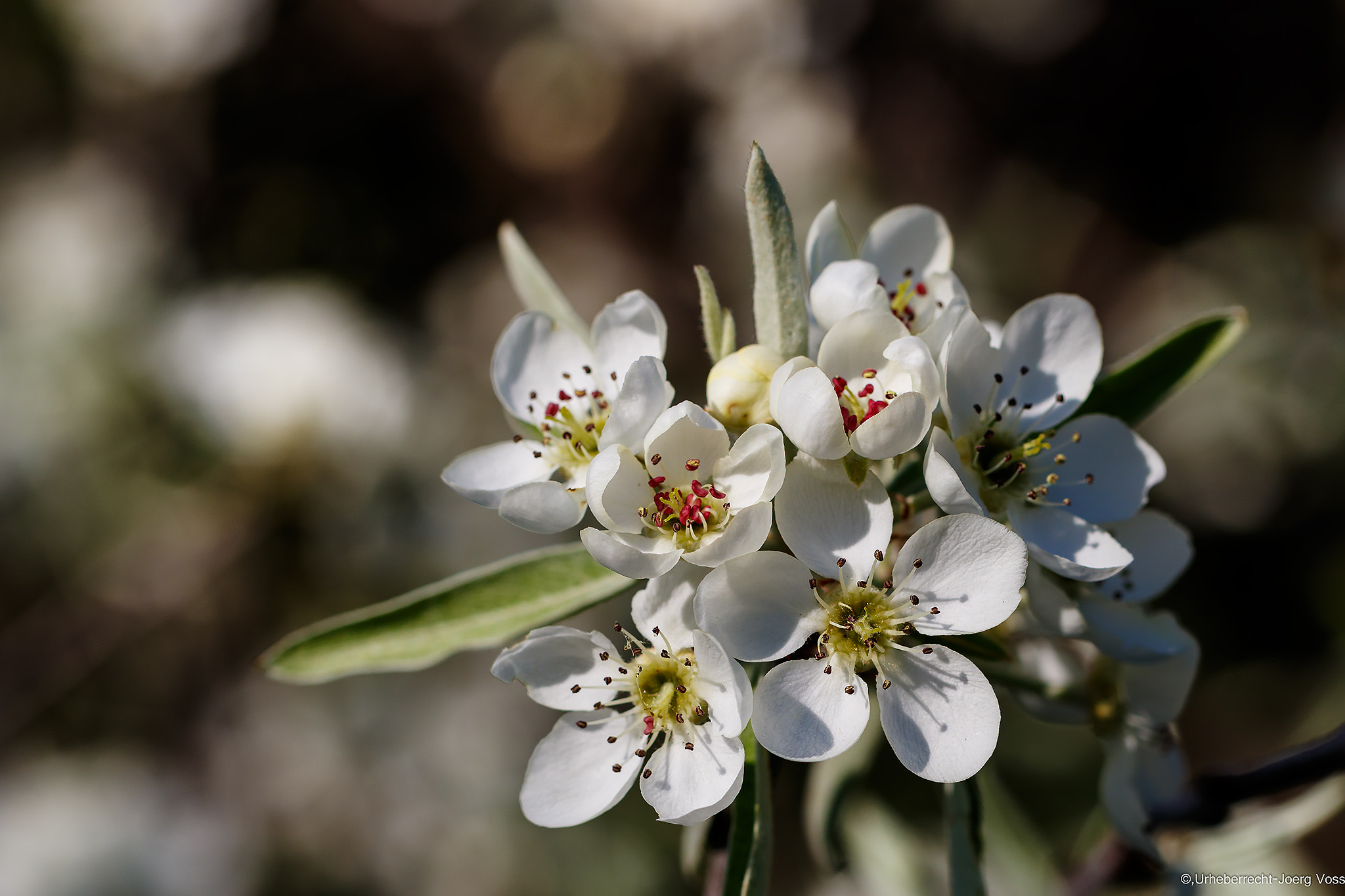 Canon EF 100mm F2.8L Macro IS USM sample photo. Pear tree blossoms photography