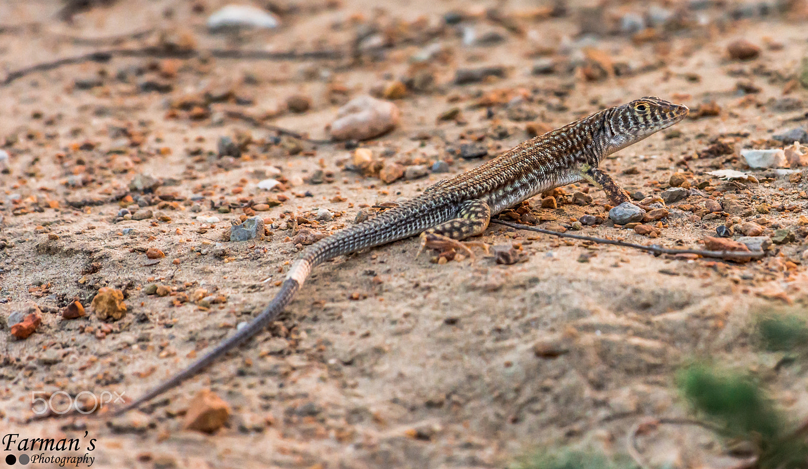 Nikon AF-S Nikkor 200-500mm F5.6E ED VR sample photo. #desertmonitor photography