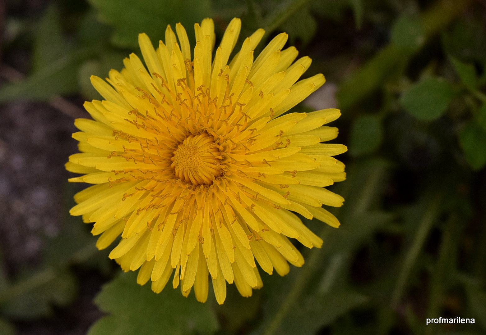 Nikon D810 sample photo. Taraxacum officinale photography