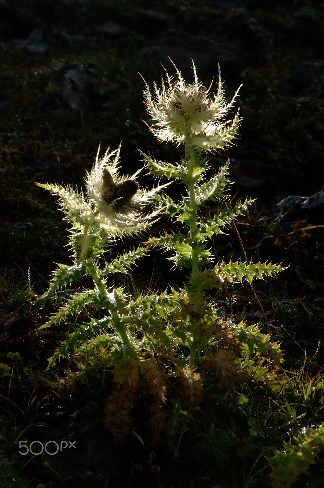 Nikon D300 sample photo. Silberdistel photography