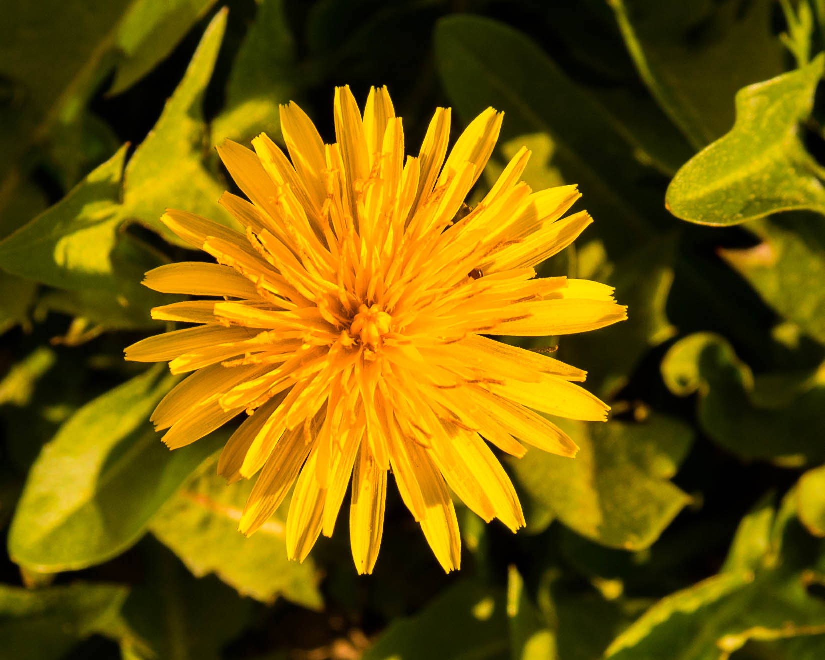 Canon EOS 70D sample photo. Spring flower photography