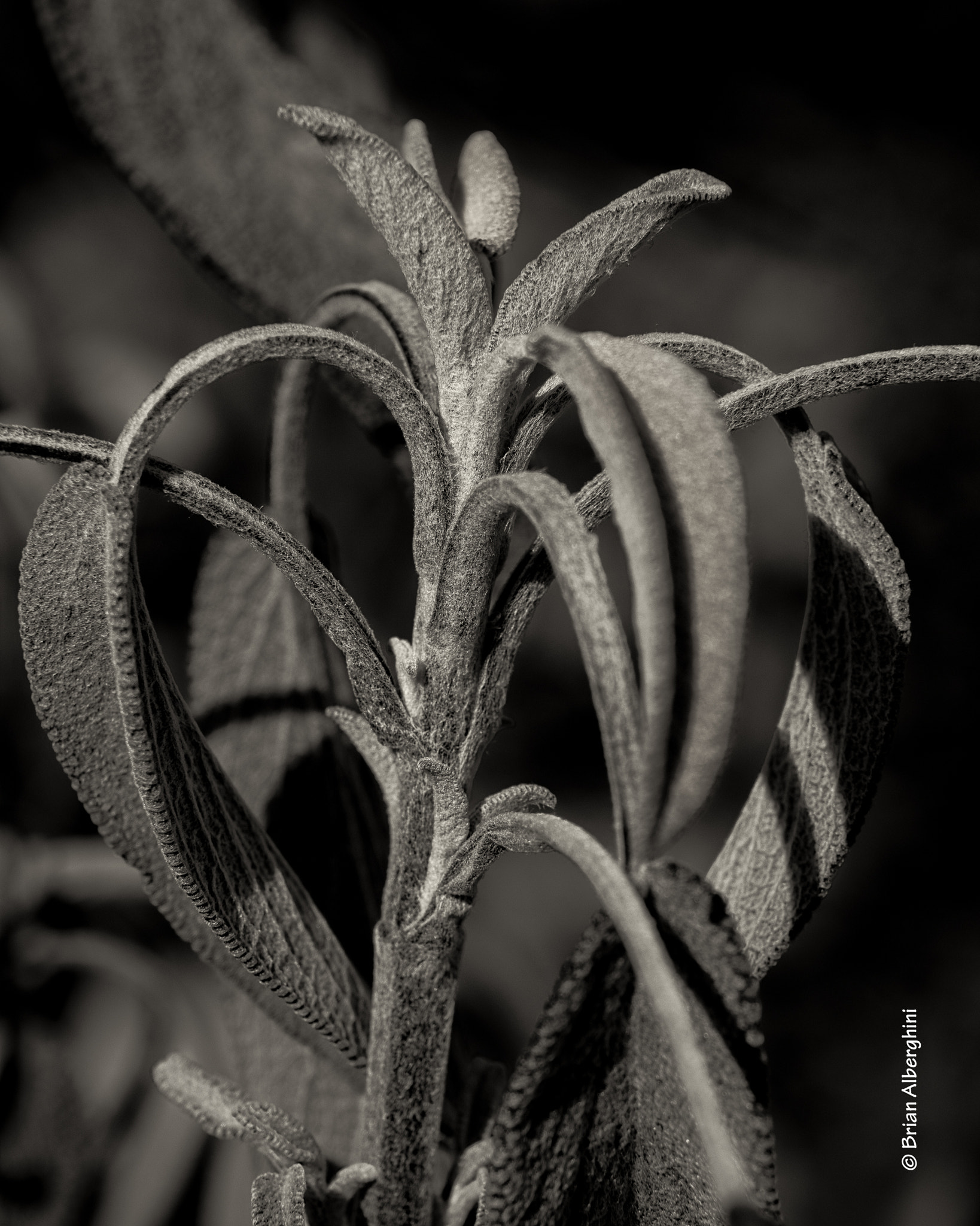 Nikon D7100 + Sigma 24-105mm F4 DG OS HSM Art sample photo. Sage photography