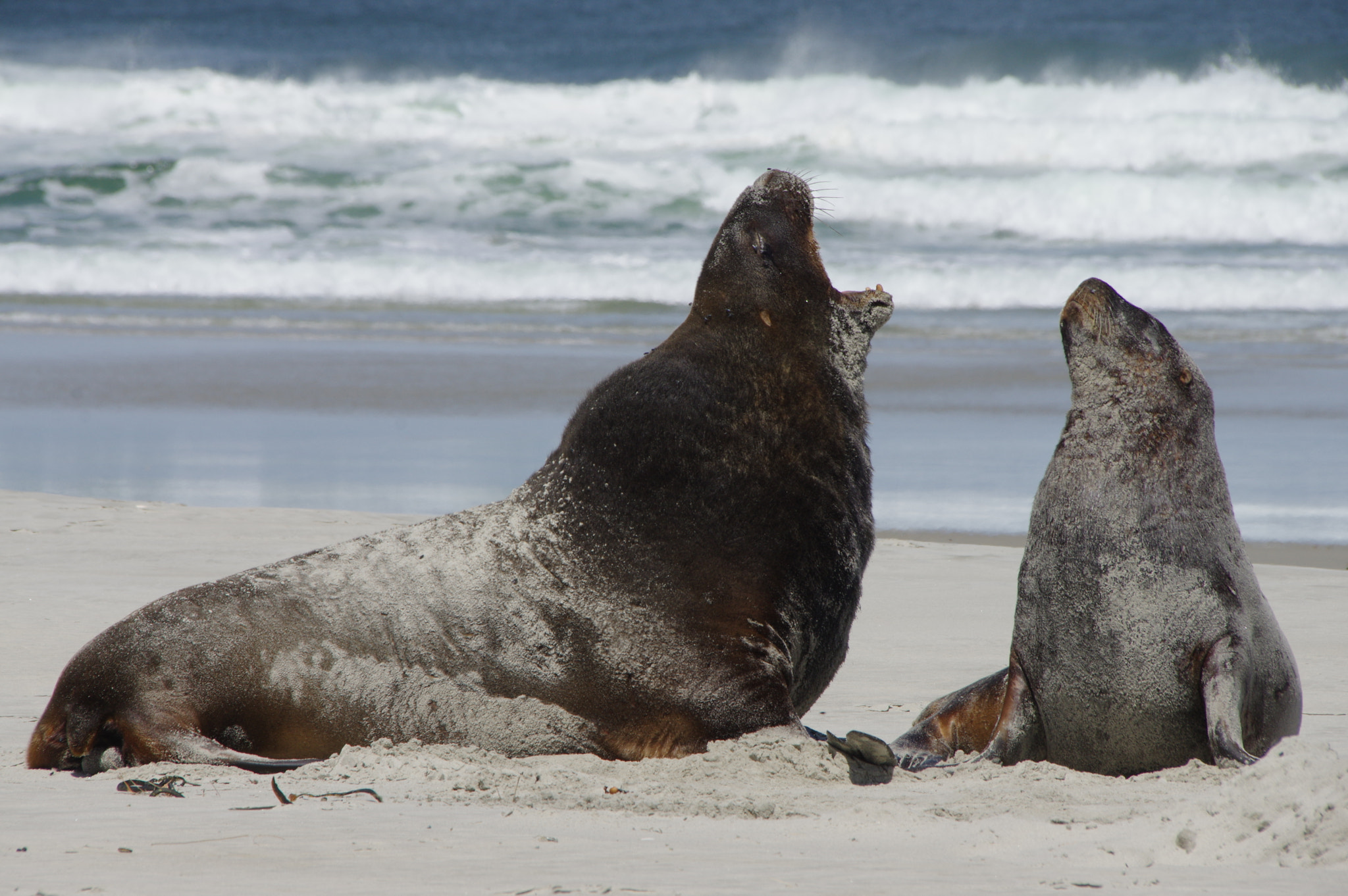 Sigma 18-300mm F3.5-6.3 DC Macro HSM sample photo. Wildlife on the beach photography