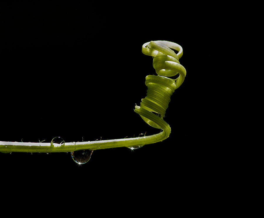 Pentax K20D + smc PENTAX-FA Macro 100mm F2.8 sample photo. Spiral photography