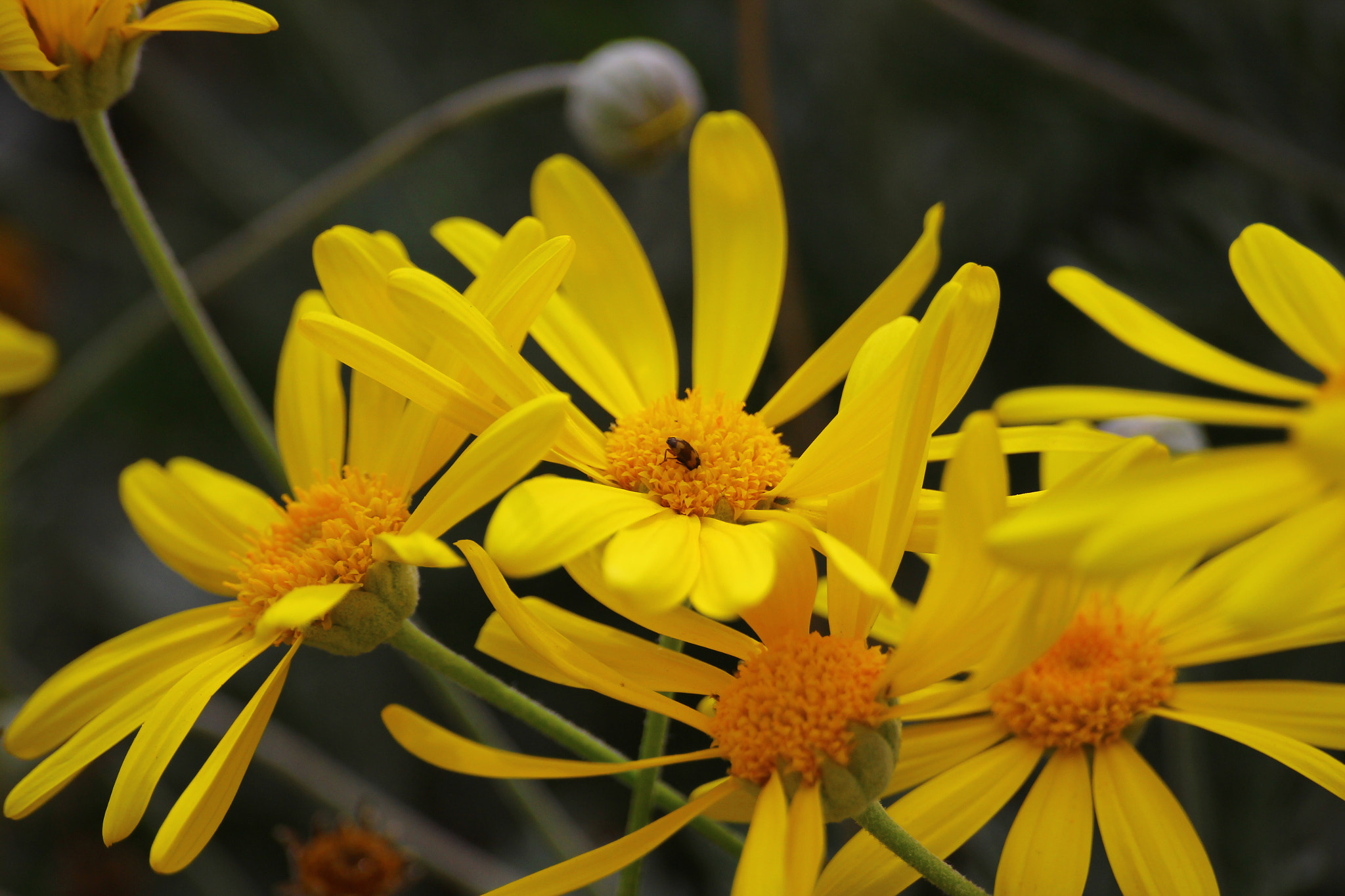 Canon EOS 600D (Rebel EOS T3i / EOS Kiss X5) + Canon 70-300mm sample photo. Yellow flowers photography