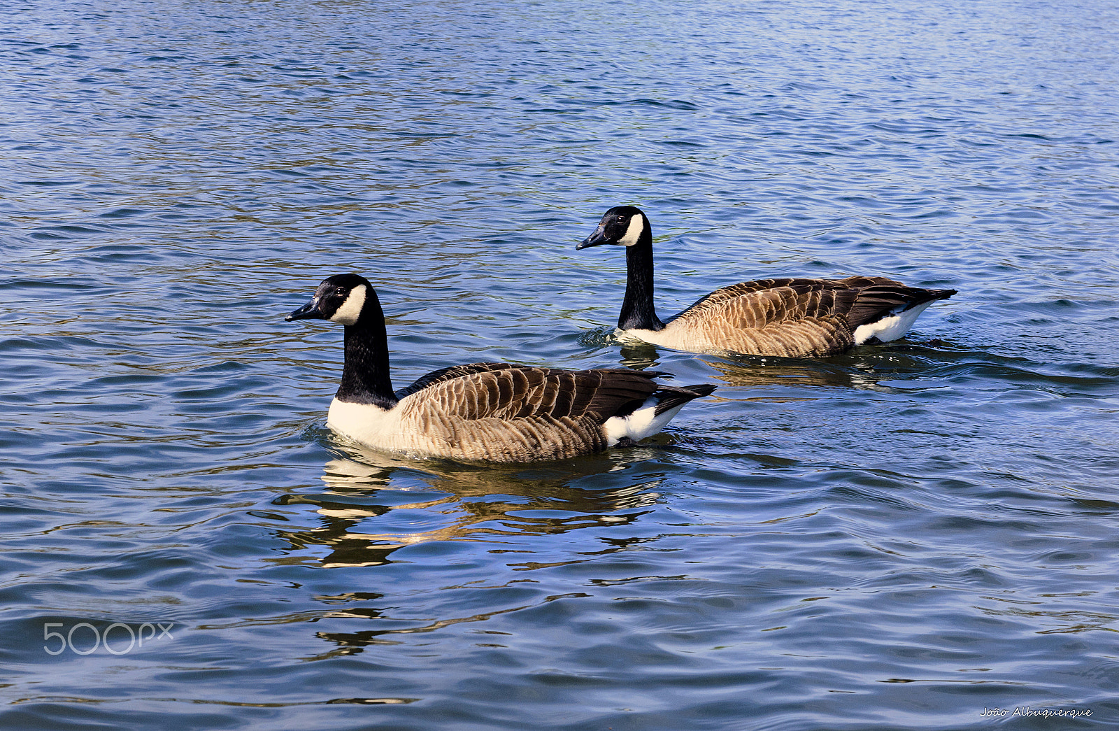 Nikon AF-S Nikkor 24-70mm F2.8G ED sample photo. Ducks photography