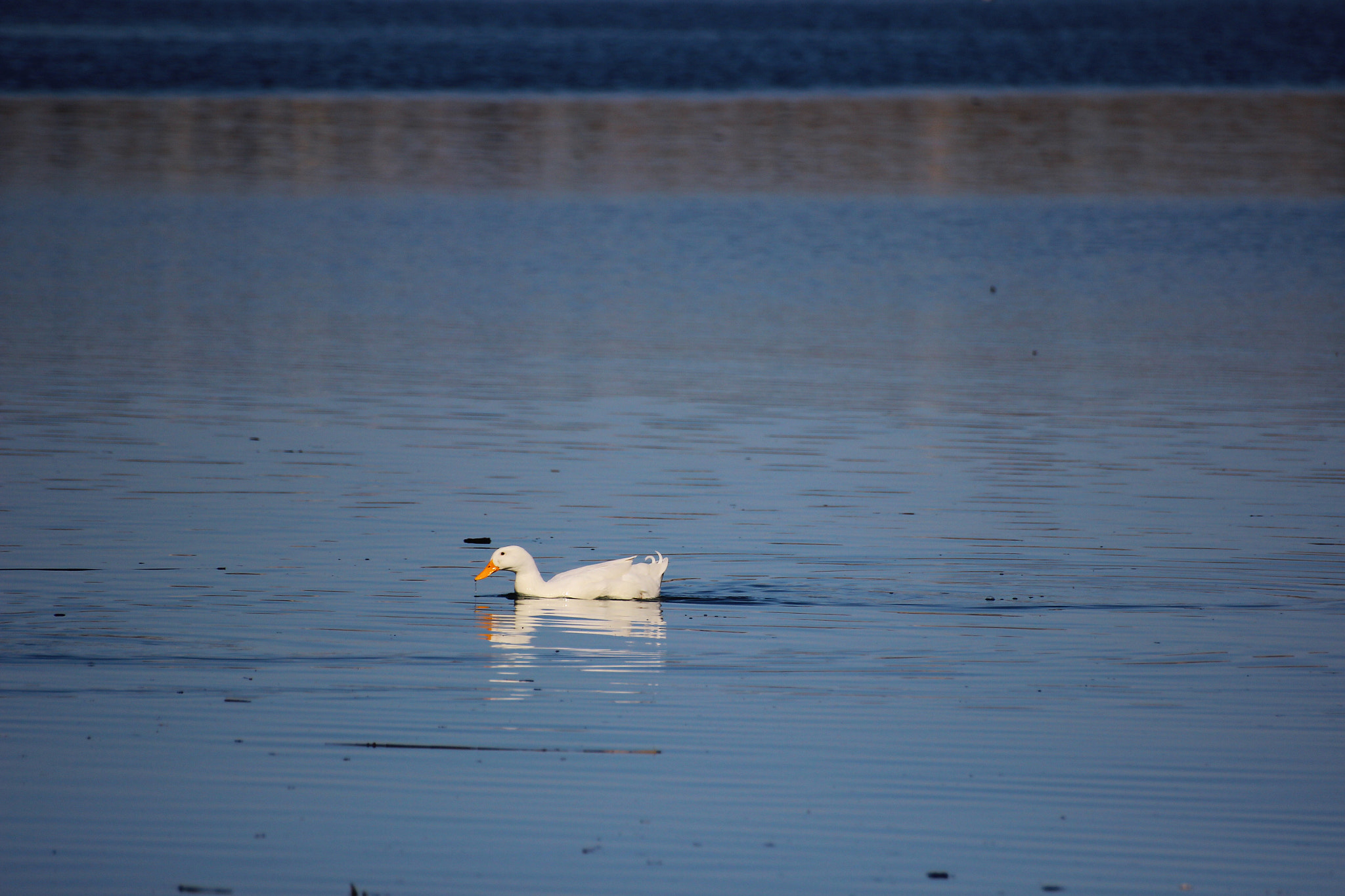 Canon 70-300mm sample photo. Duck on the river photography