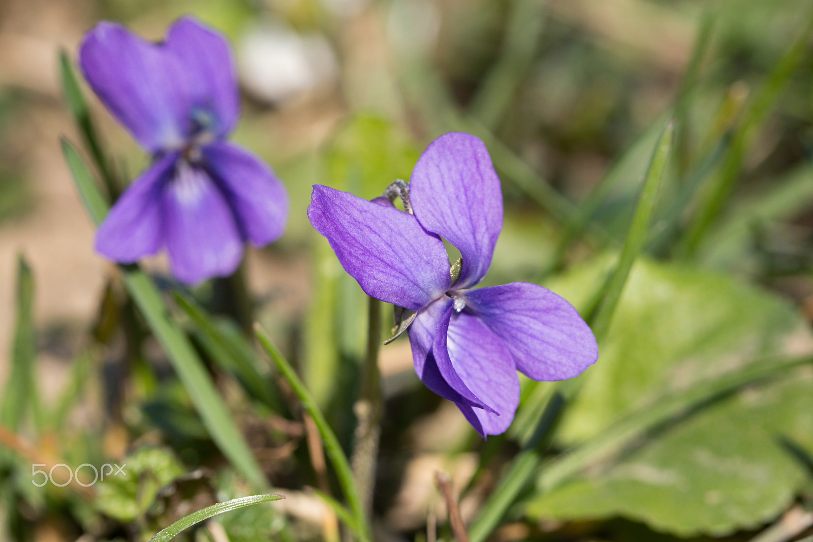 Canon EF 100mm F2.8L Macro IS USM sample photo. Viola odorata photography