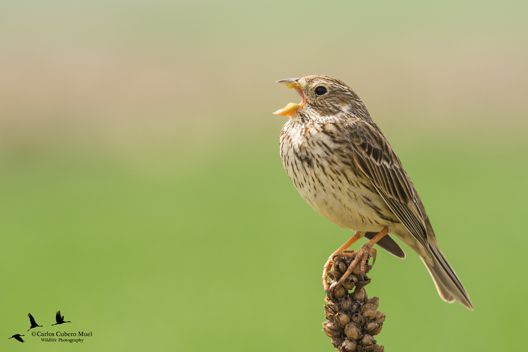 Nikon D7100 + Nikon AF-S Nikkor 300mm F4D ED-IF sample photo. Ya cantan los trigueros photography