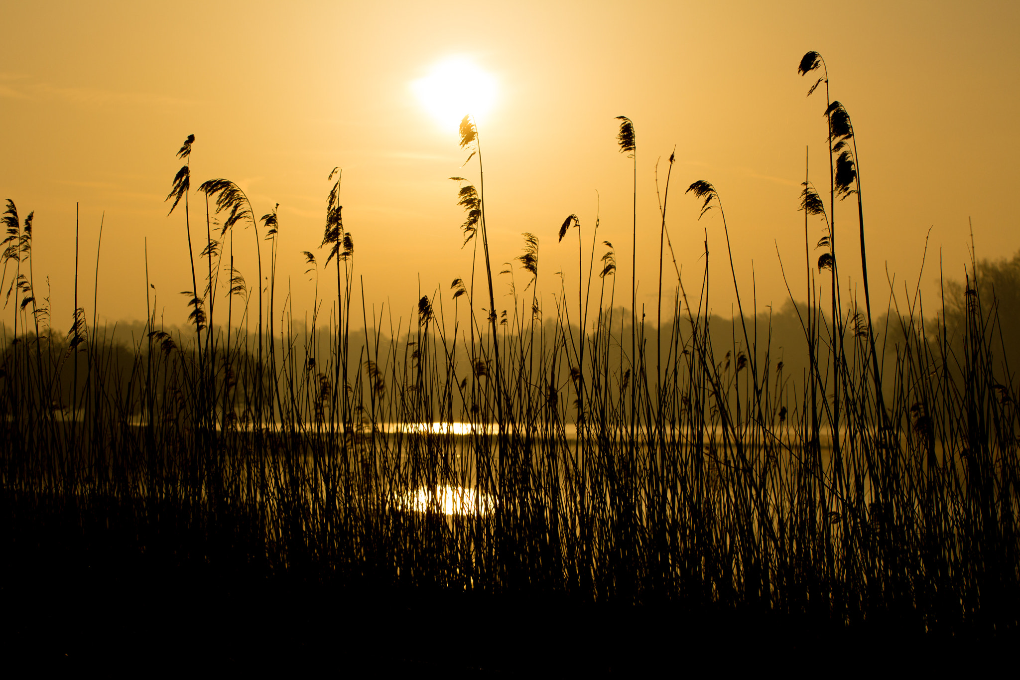 Tamron SP 35mm F1.8 Di VC USD sample photo. Oostvaardersplassen photography