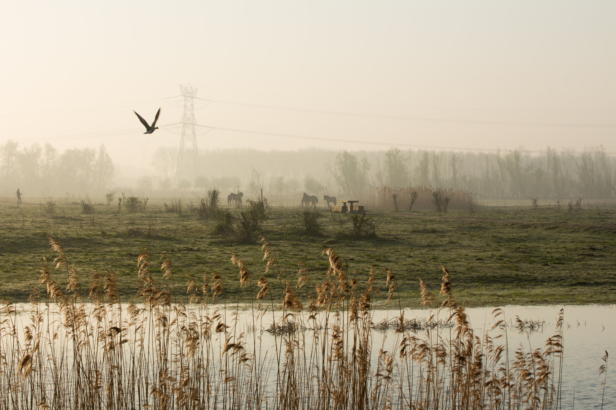 Canon EOS 700D (EOS Rebel T5i / EOS Kiss X7i) + Tamron SP 35mm F1.8 Di VC USD sample photo. Oostvaardersplassen photography