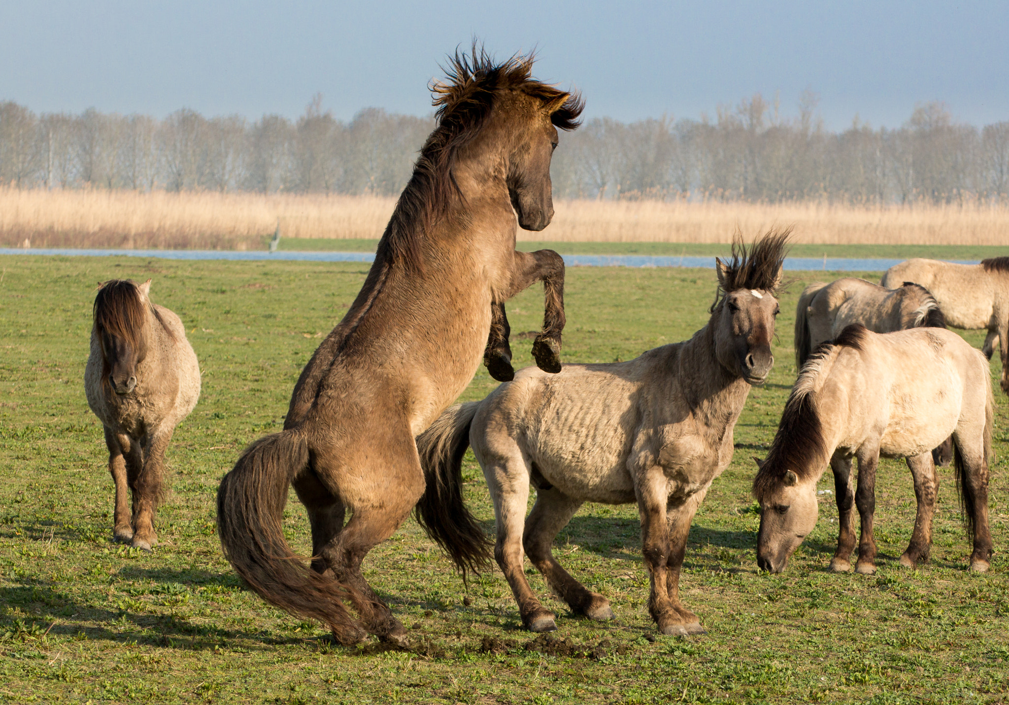 Tamron SP 35mm F1.8 Di VC USD sample photo. Oostvaardersplassen photography