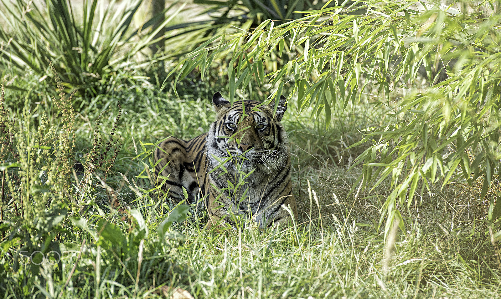 Nikon D5 + Nikon AF-S Nikkor 70-200mm F2.8G ED VR II sample photo. Tiger series photography