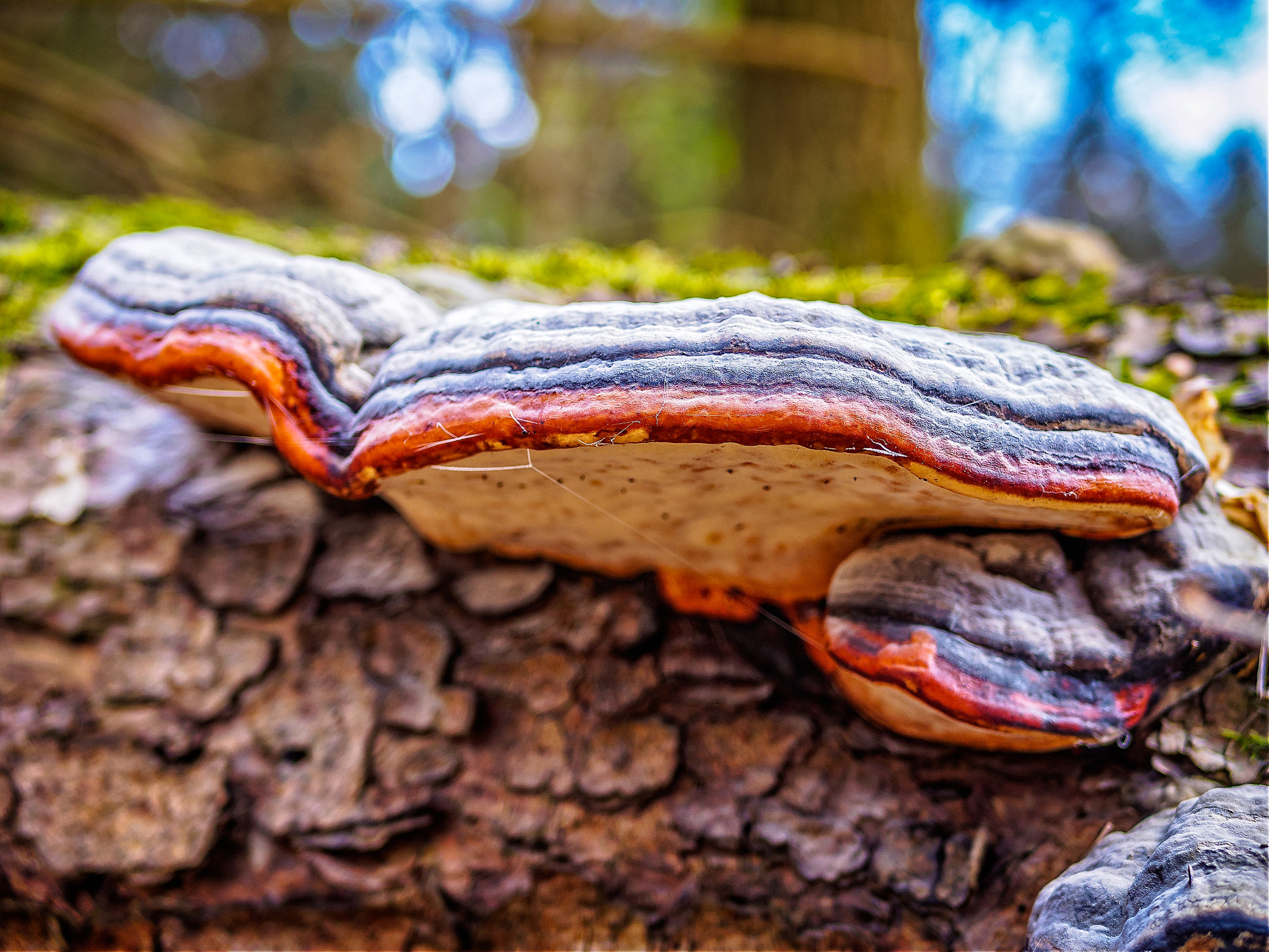 Olympus OM-D E-M10 II + LUMIX G 25/F1.7 sample photo. Tree fungus photography