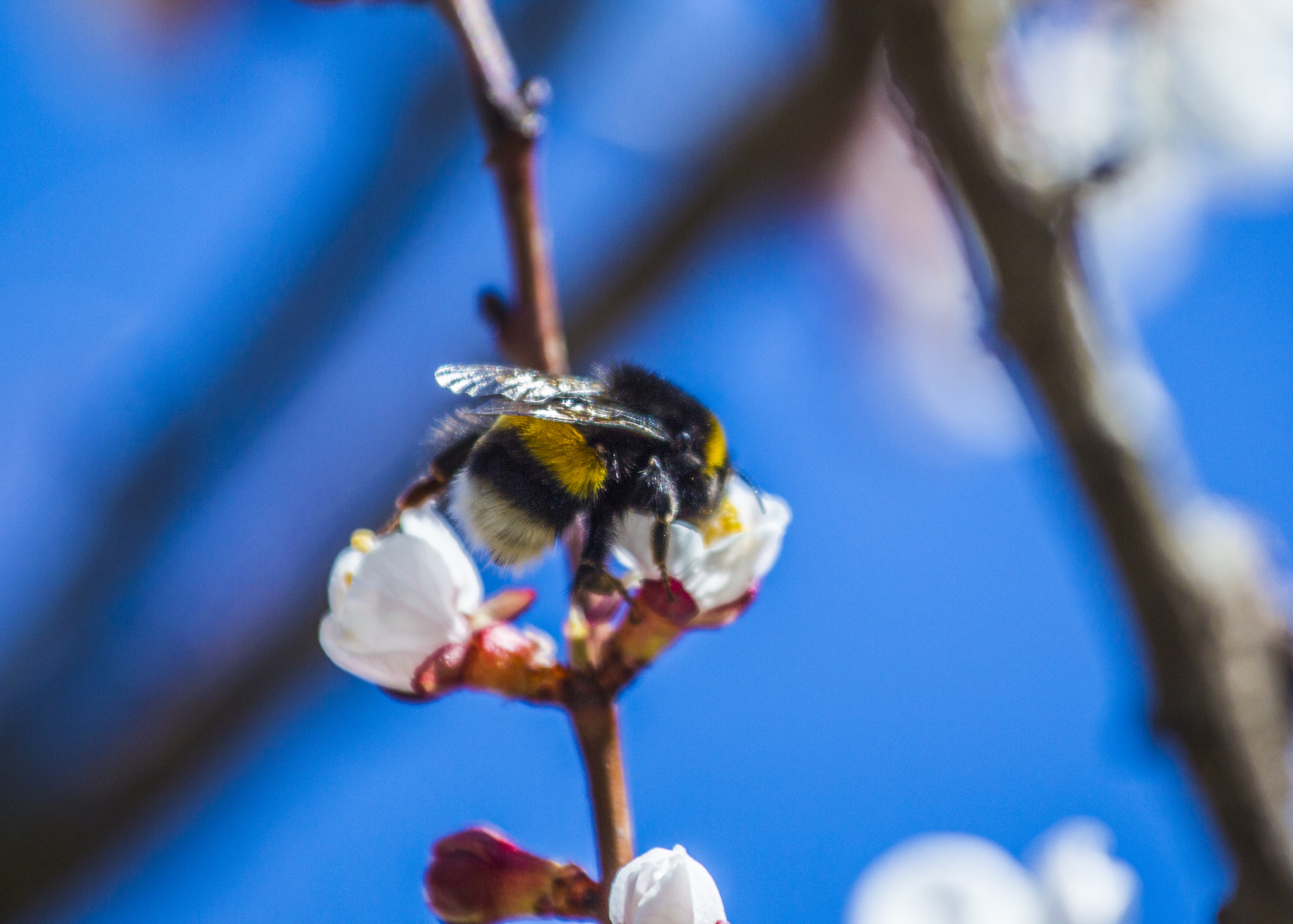 Canon EOS 700D (EOS Rebel T5i / EOS Kiss X7i) + Canon EF 70-200mm F4L USM sample photo. Bumble-bee on cherry tree photography