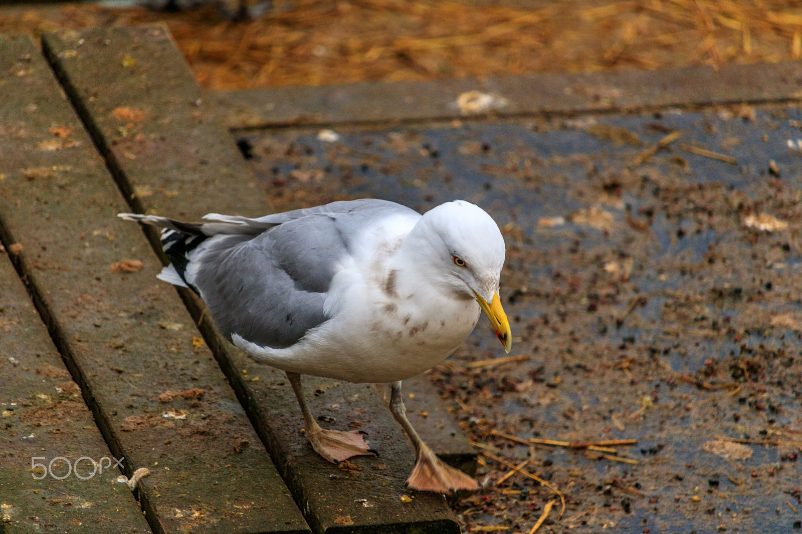 Canon EF-S 55-250mm F4-5.6 IS STM sample photo. Walking seagull photography