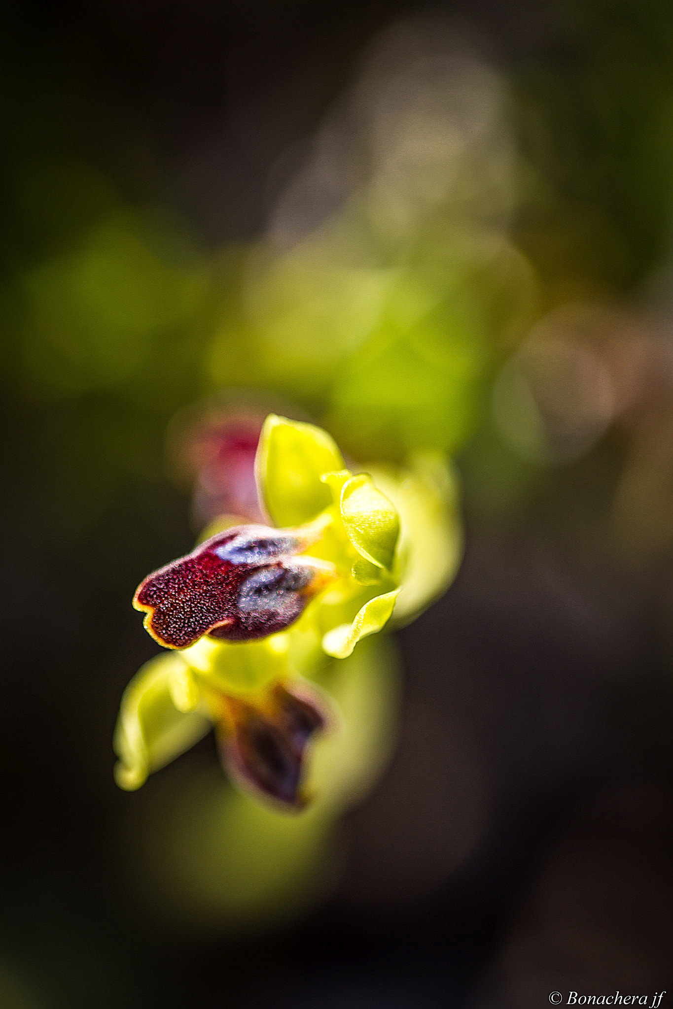 Sigma 150mm f/2.8 EX DG OS HSM APO Macro sample photo. L'ophrys forestieri (anciennement ophrys lupercali photography