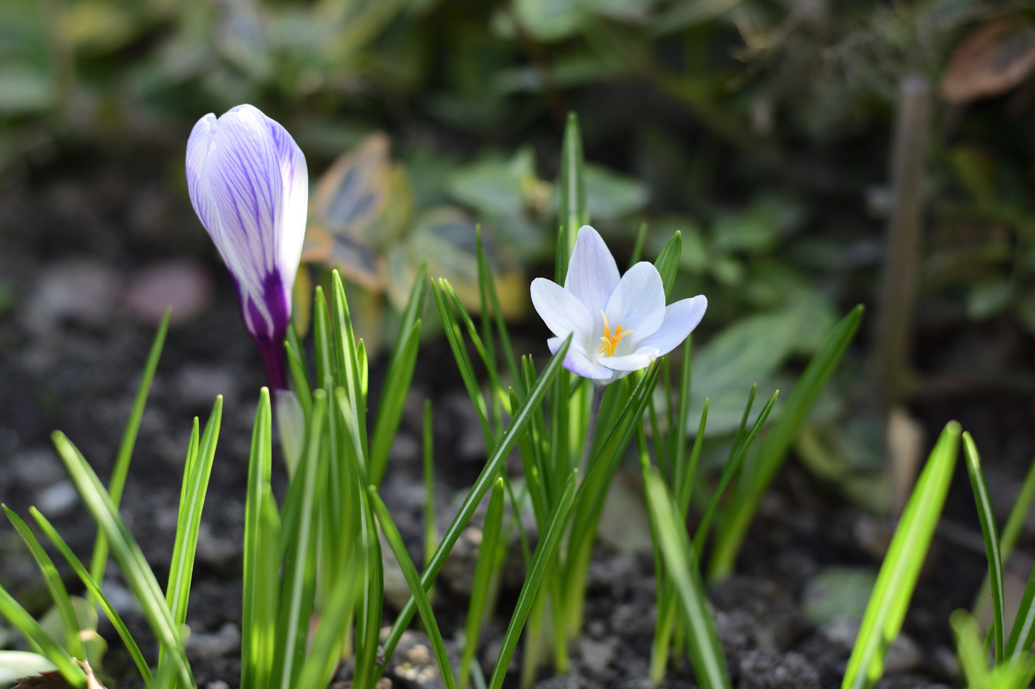 Nikon AF-S Nikkor 50mm F1.8G sample photo. Spring crocus photography