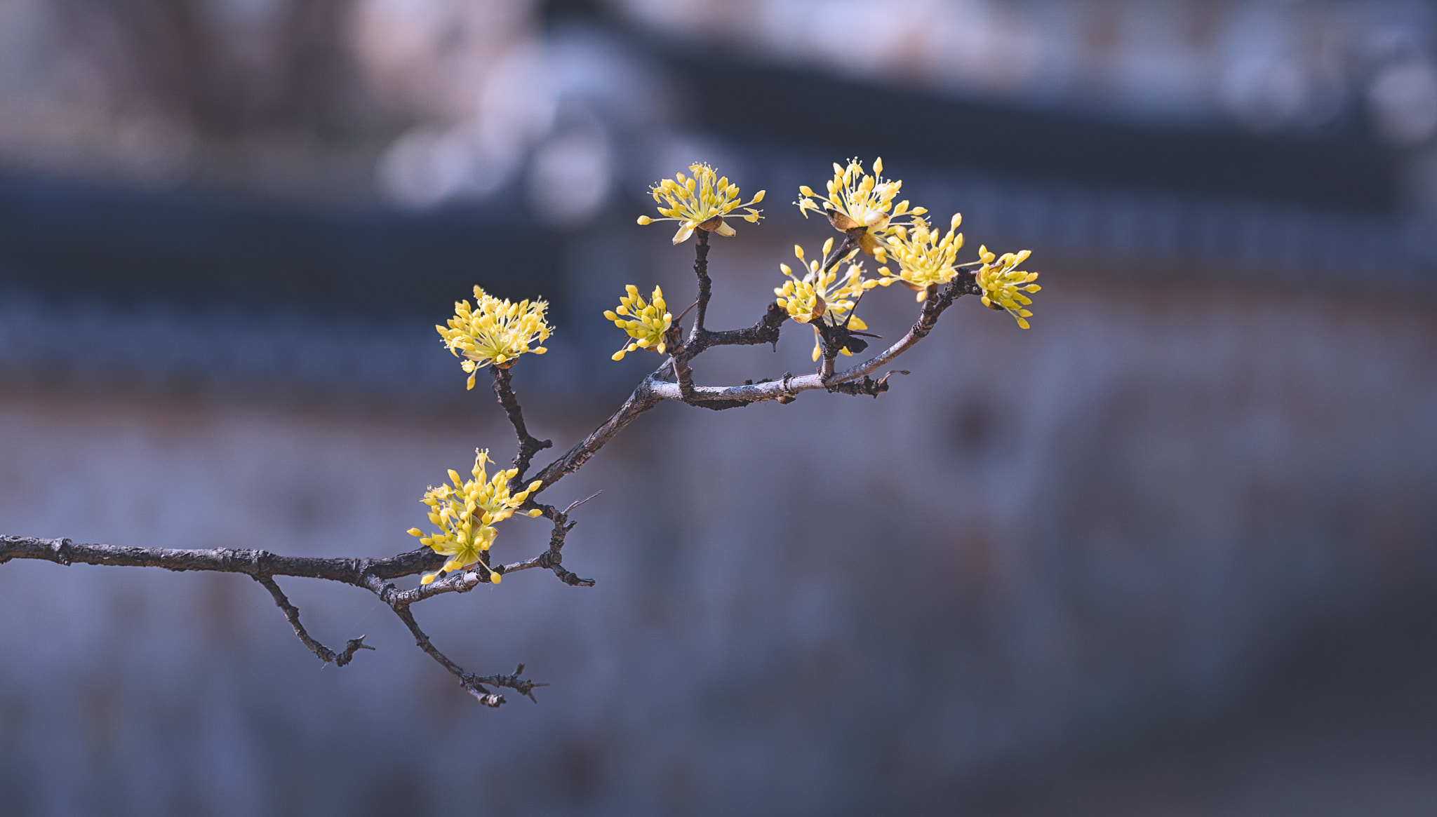 Sony a6300 + Sony FE 70-200mm F4 G OSS sample photo. 편집 photography