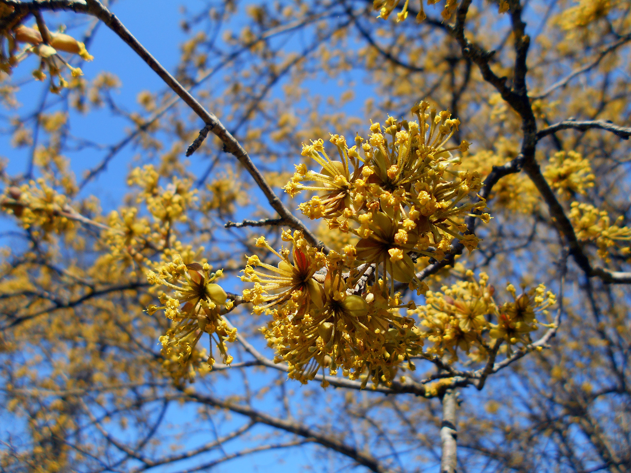 Nikon COOLPIX L30 sample photo. Cornus mas photography