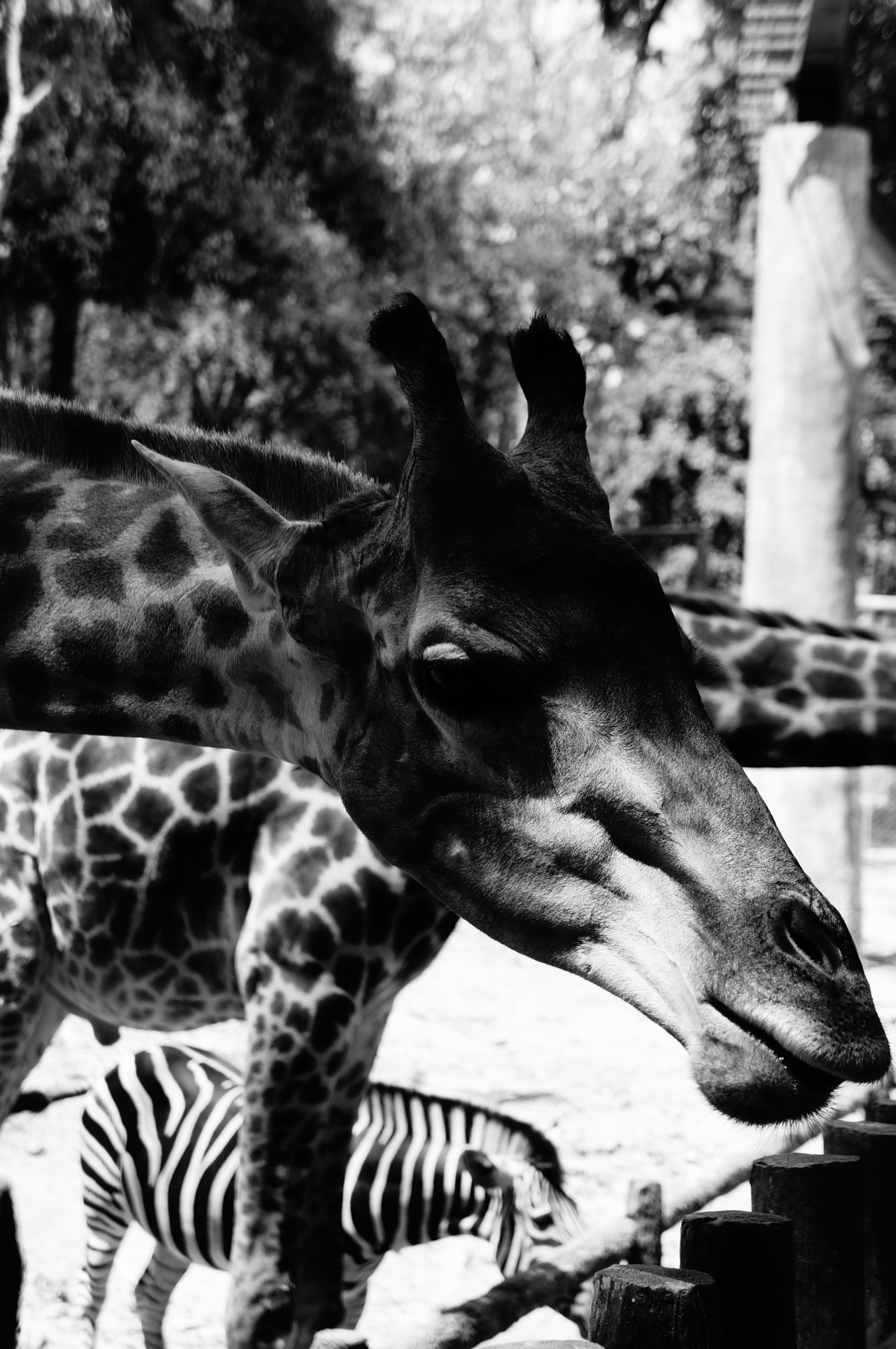Sony E 18-55mm F3.5-5.6 OSS sample photo. Chiang mai zoo - 2 photography