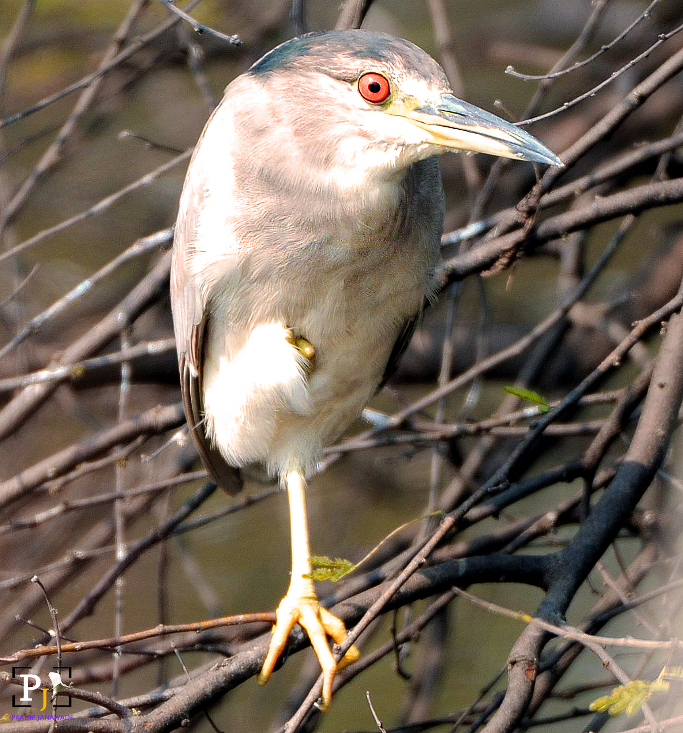 Nikon D3X sample photo. Black-crowned night heron photography